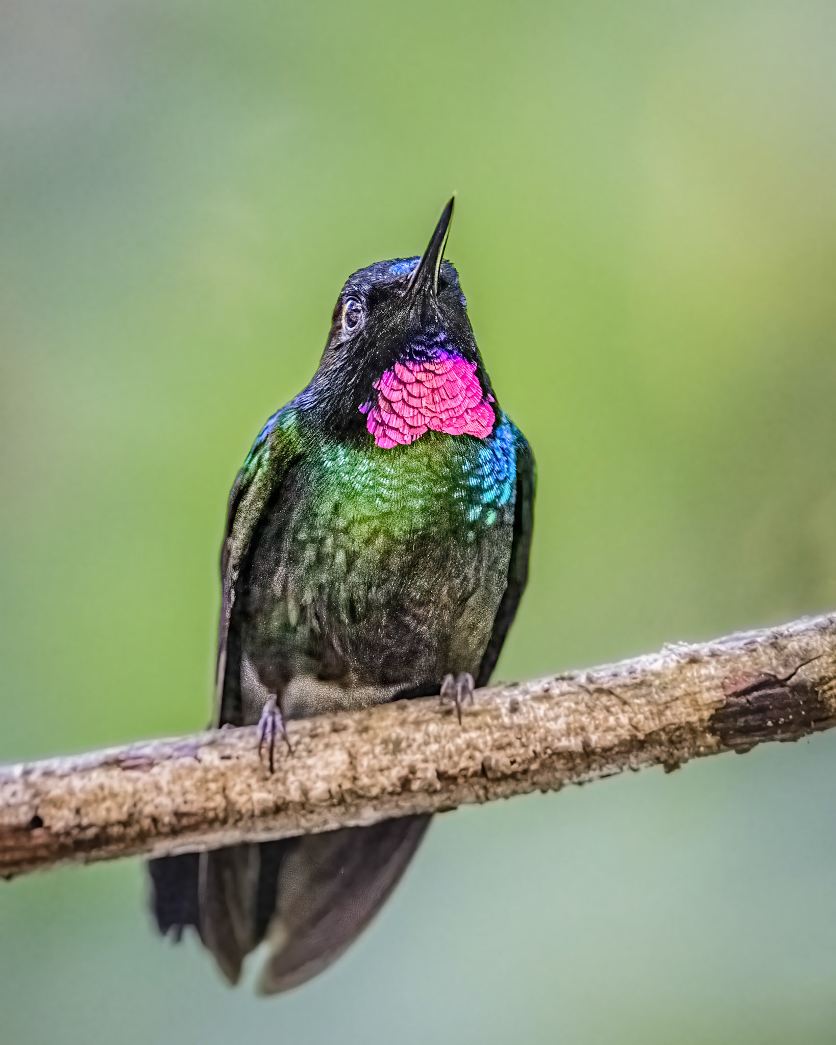 Tourmaline sunangel hummingbird