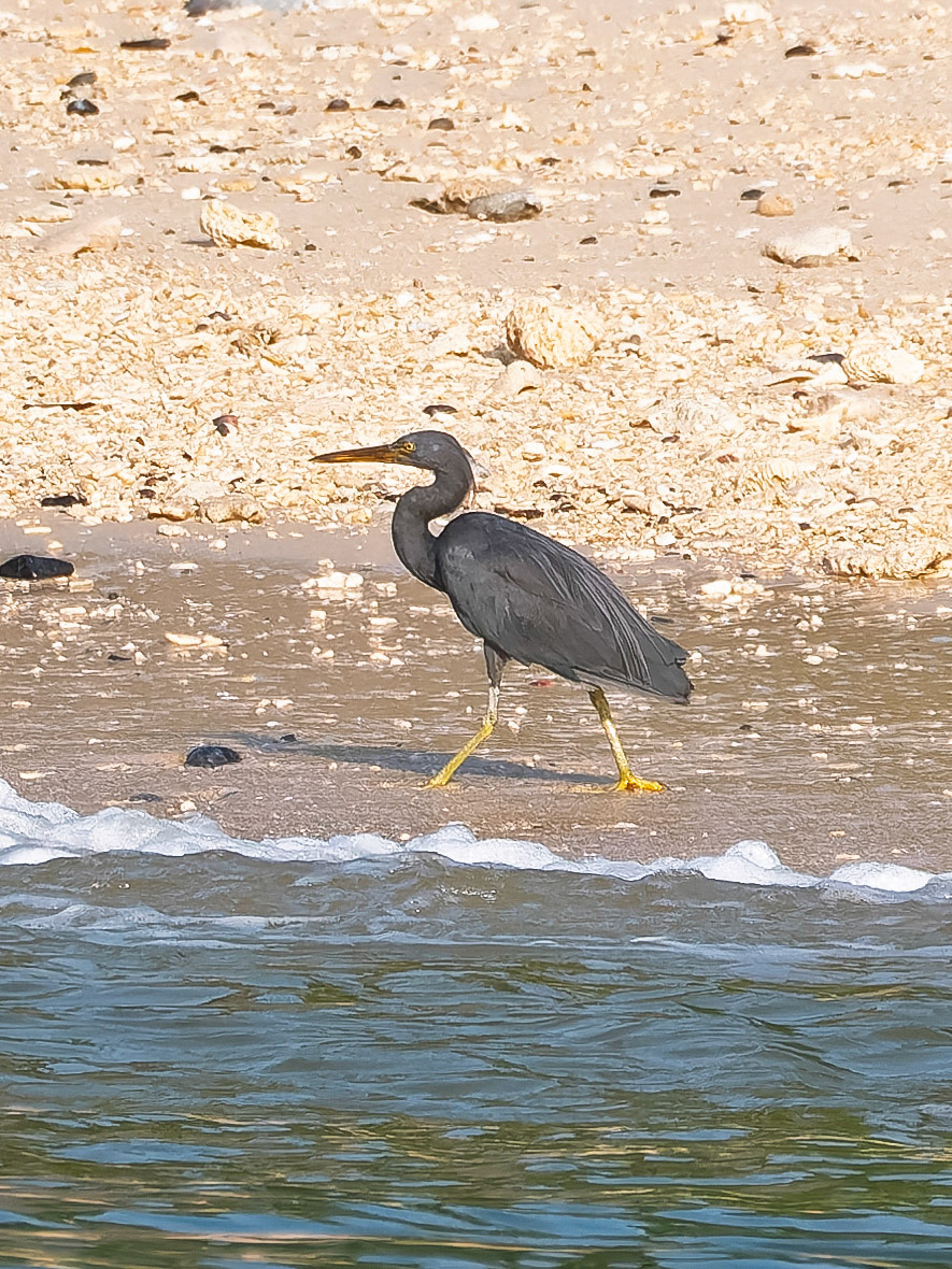 Pacific Reef Heron