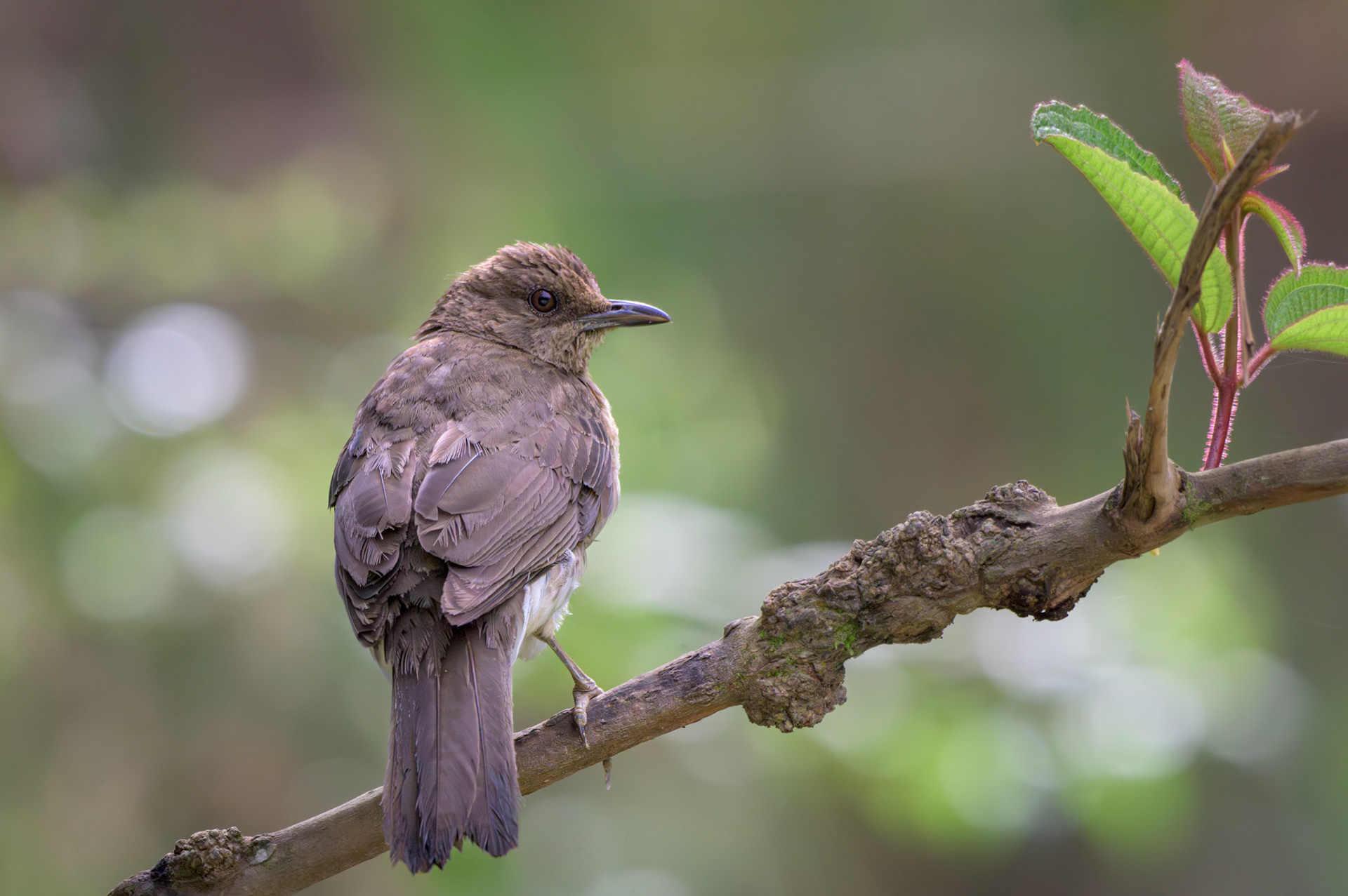 Black-billed Thrush