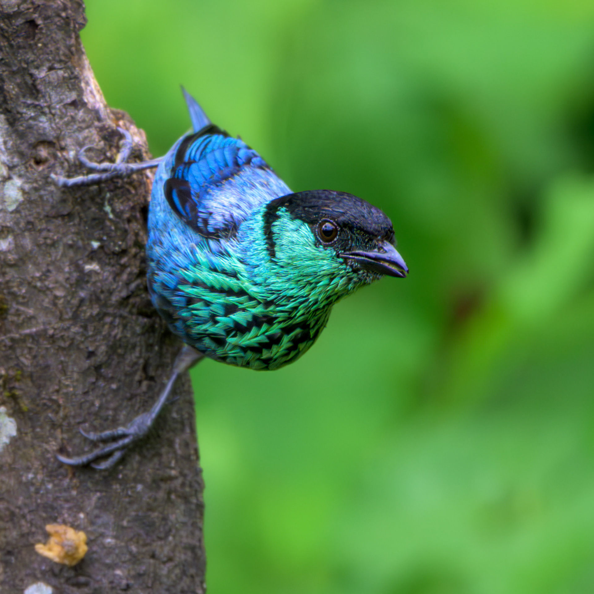 Black-capped Tanager