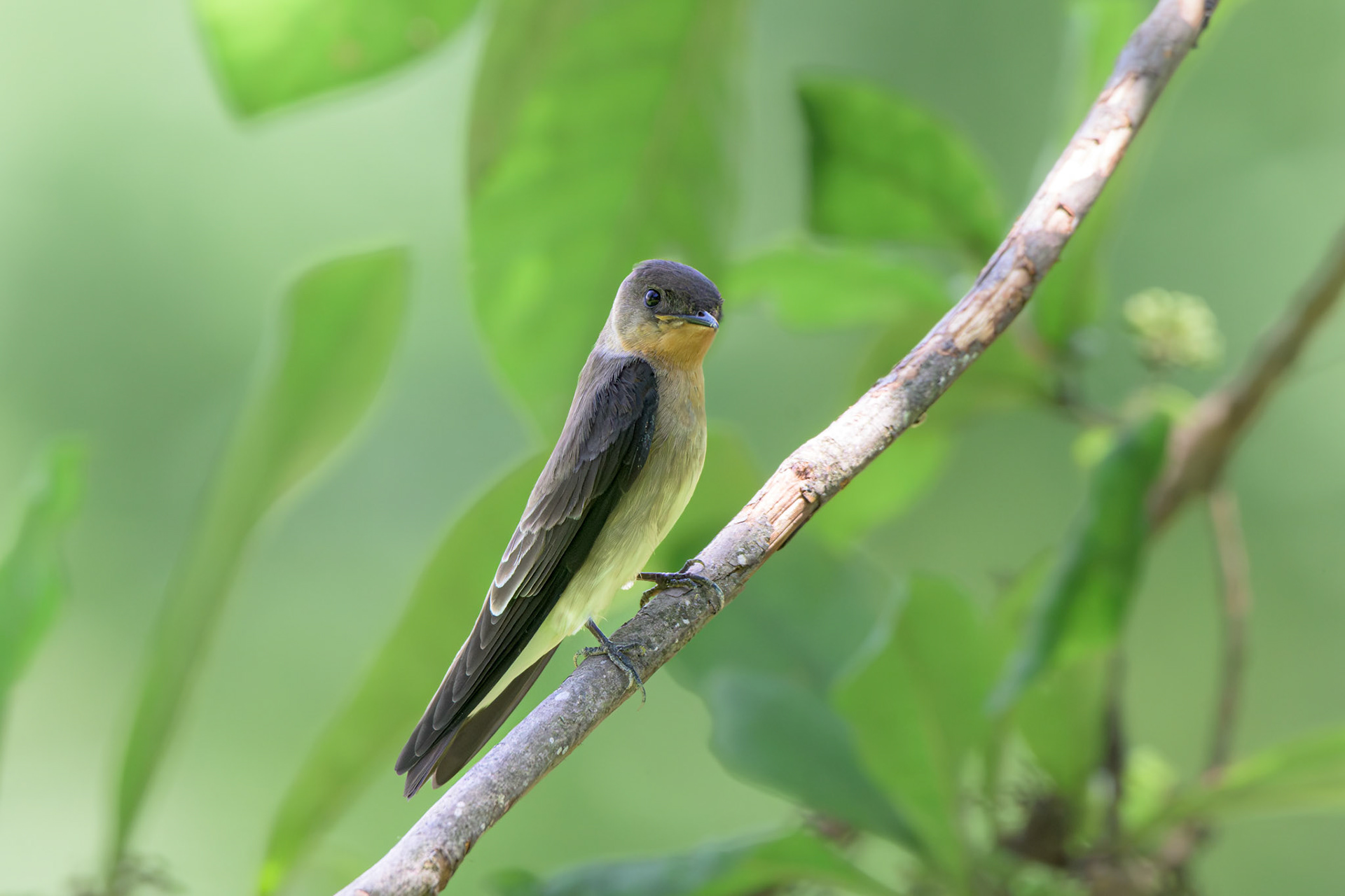 Southern Rough-winged Swallow