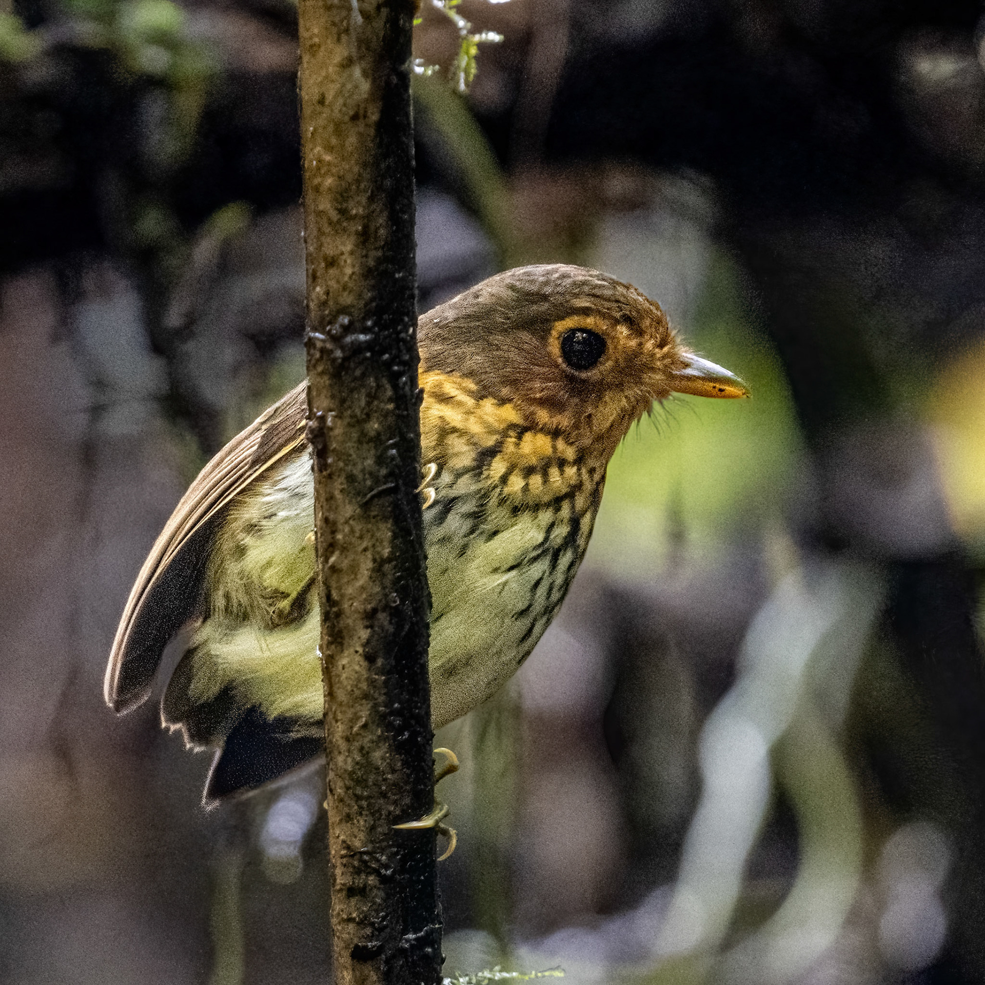 Ocre-breasted antpitta