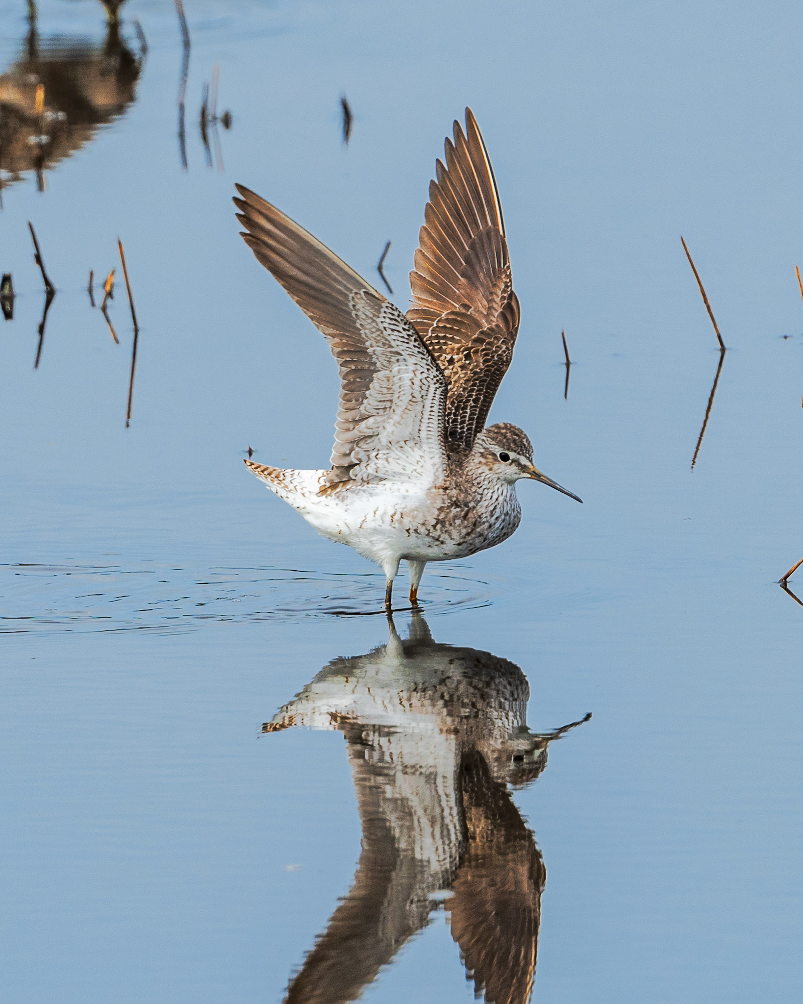 Stilt sandpiper