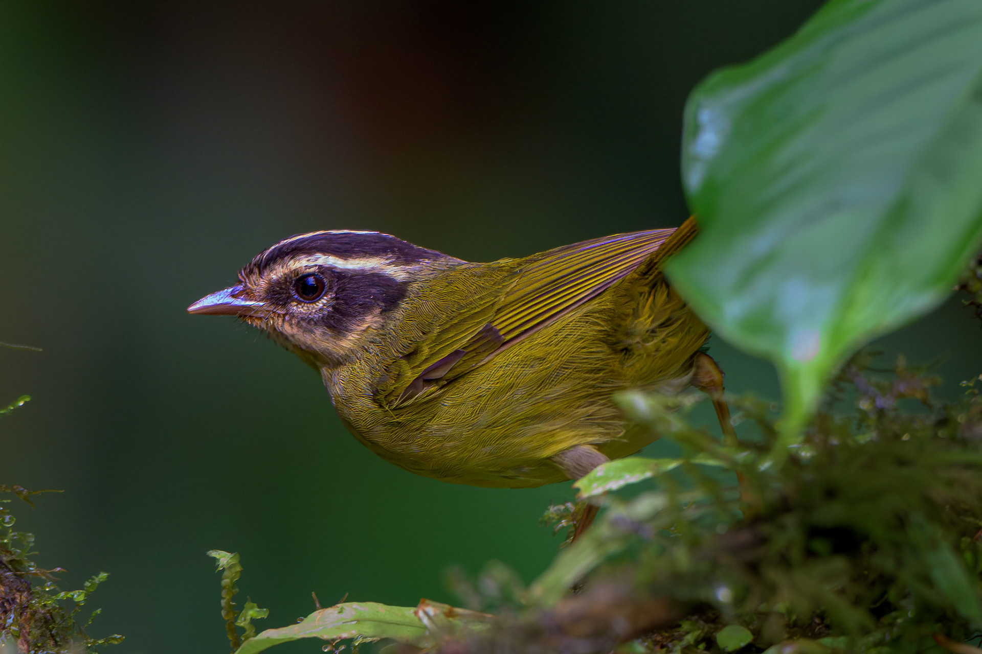 Three-striped Warbler