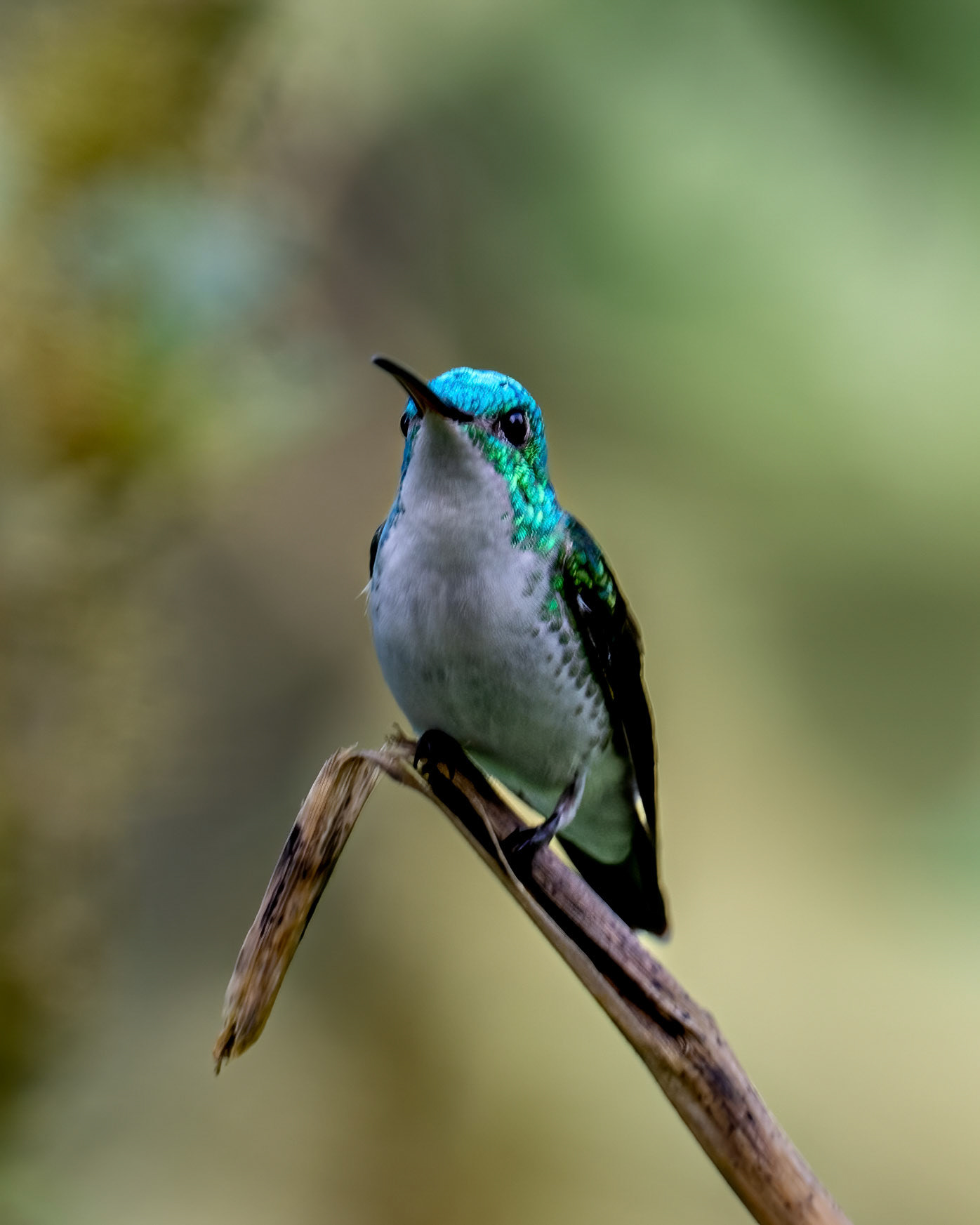 Andean emerald hummingbird