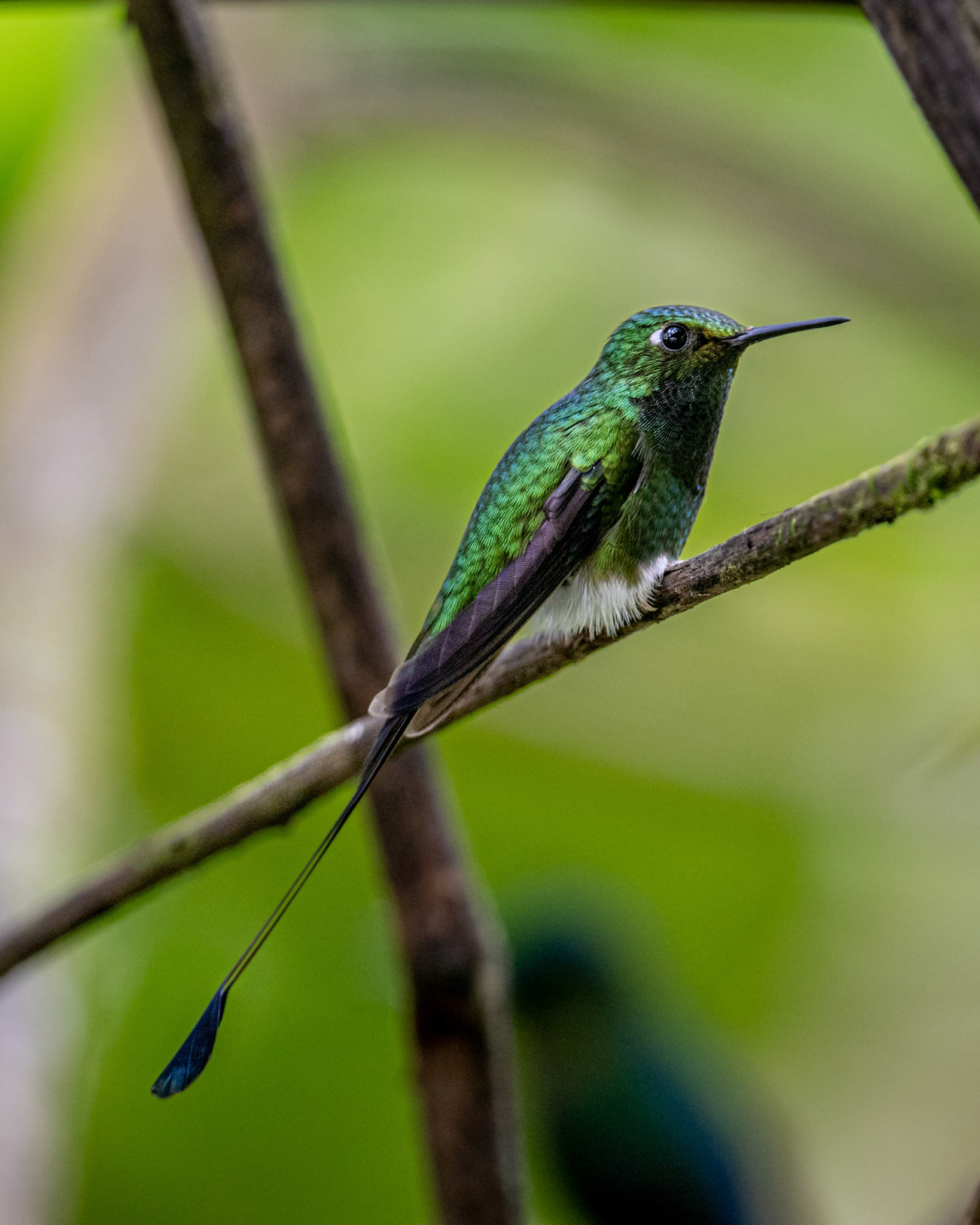 White-booted racket-tail hummingbird
