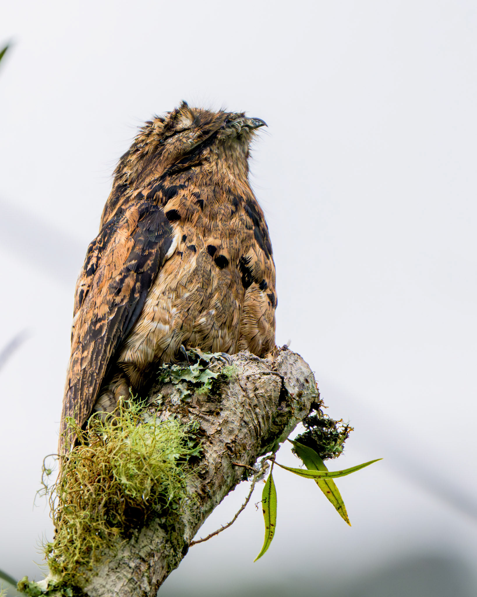 Common Potoo