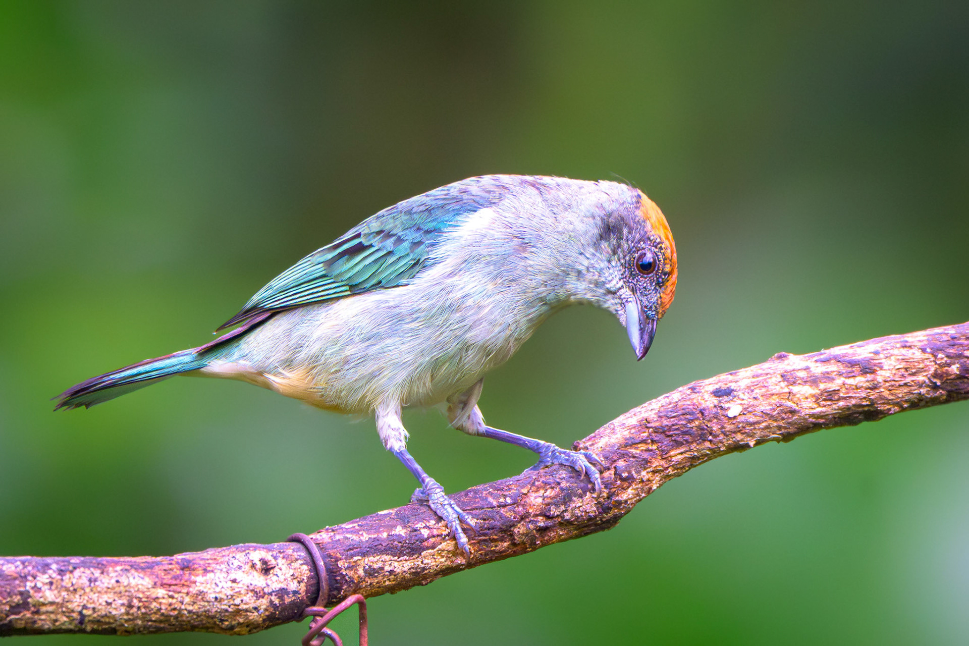 Scrub Tanager