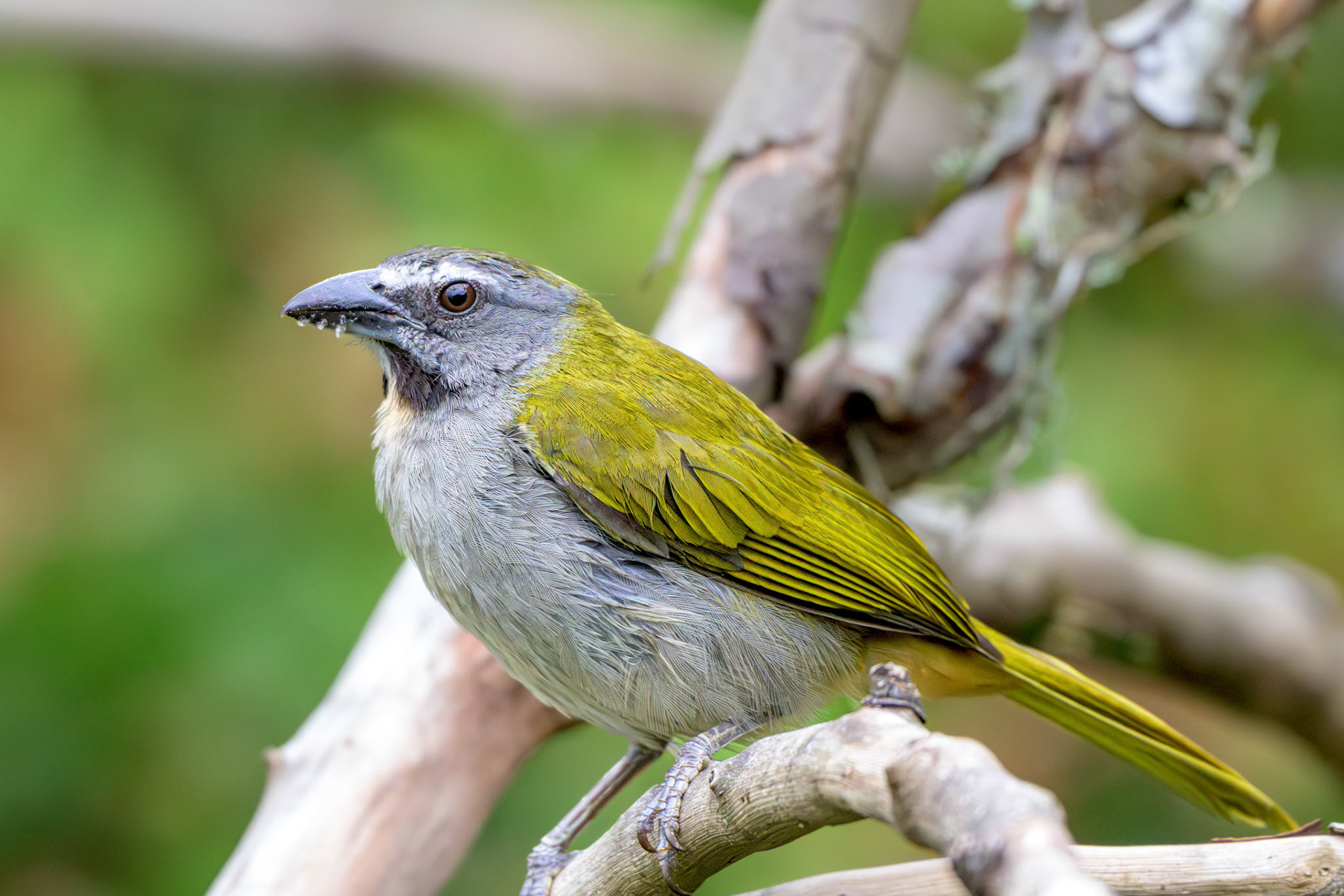 Buff-throated Saltator