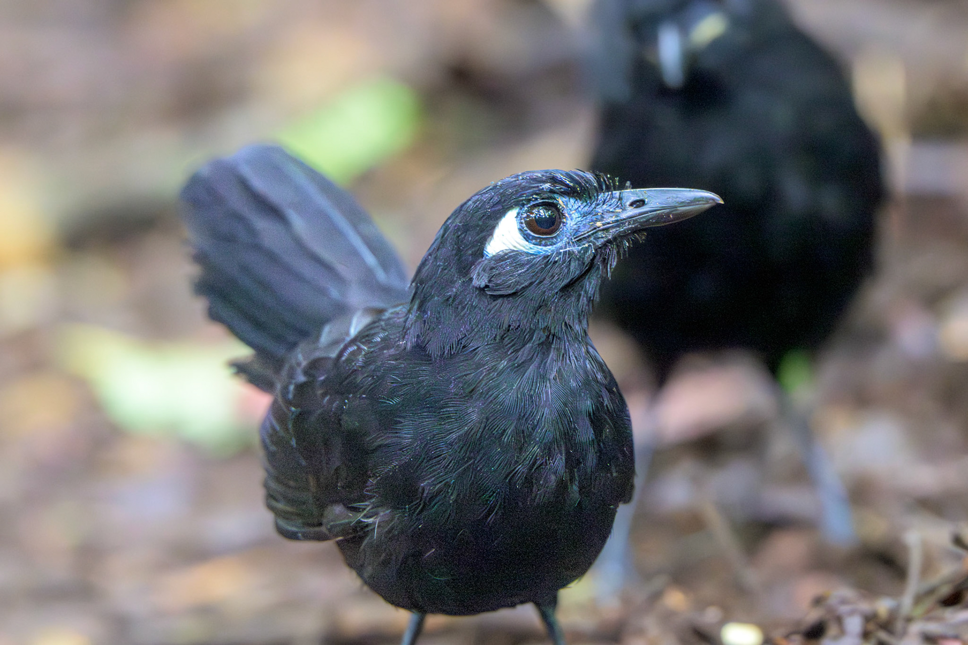 Blue-lored Antbird