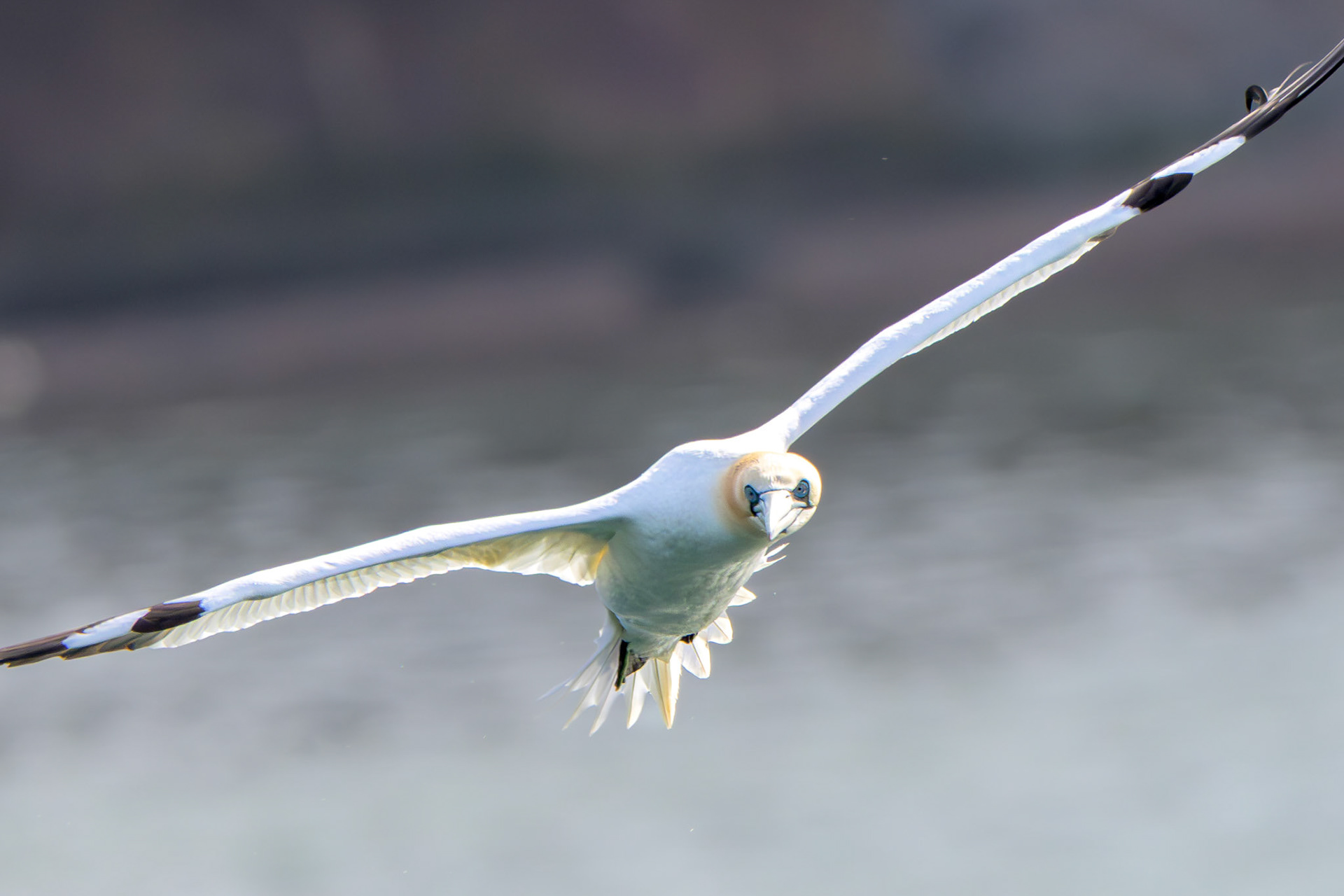 Northern Gannet