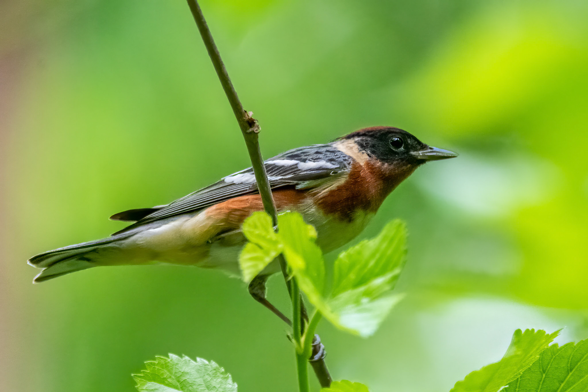 bay breasted warbler