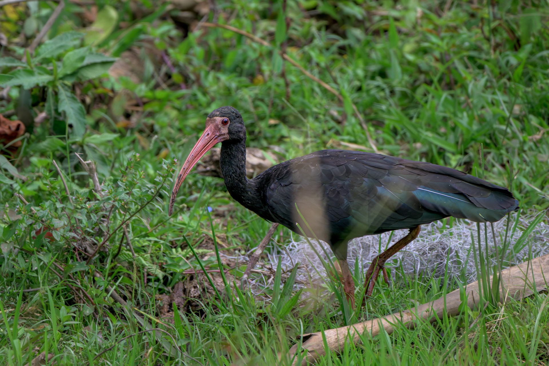 Bare-faced Ibis