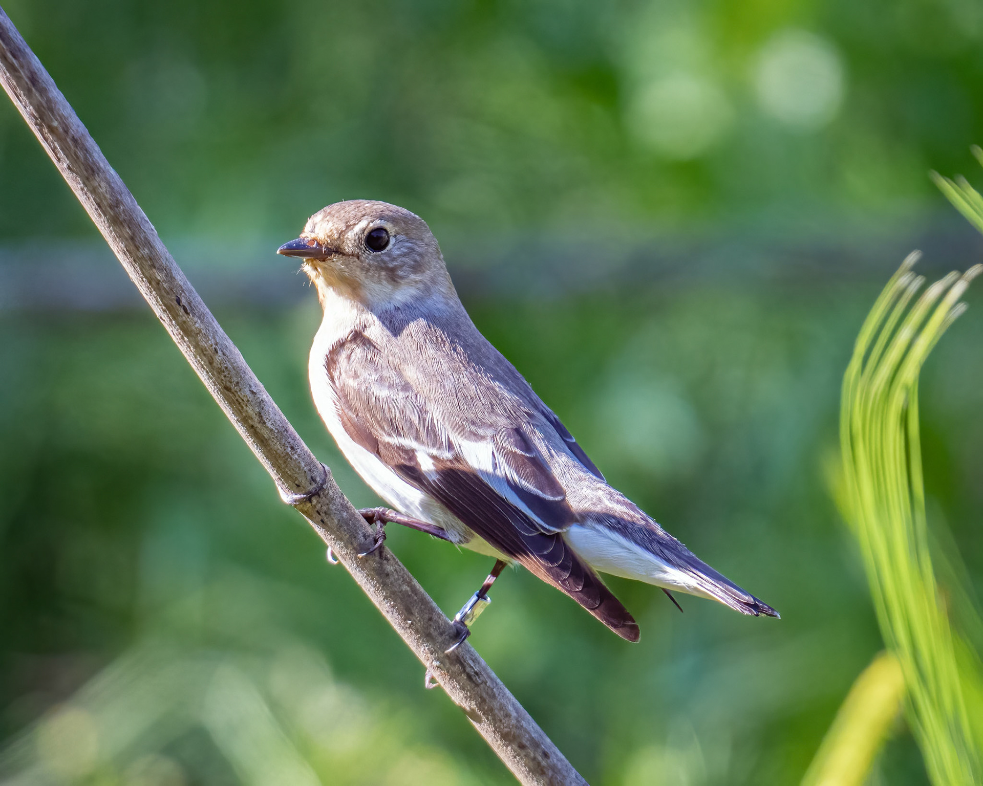 Collared flycatcher