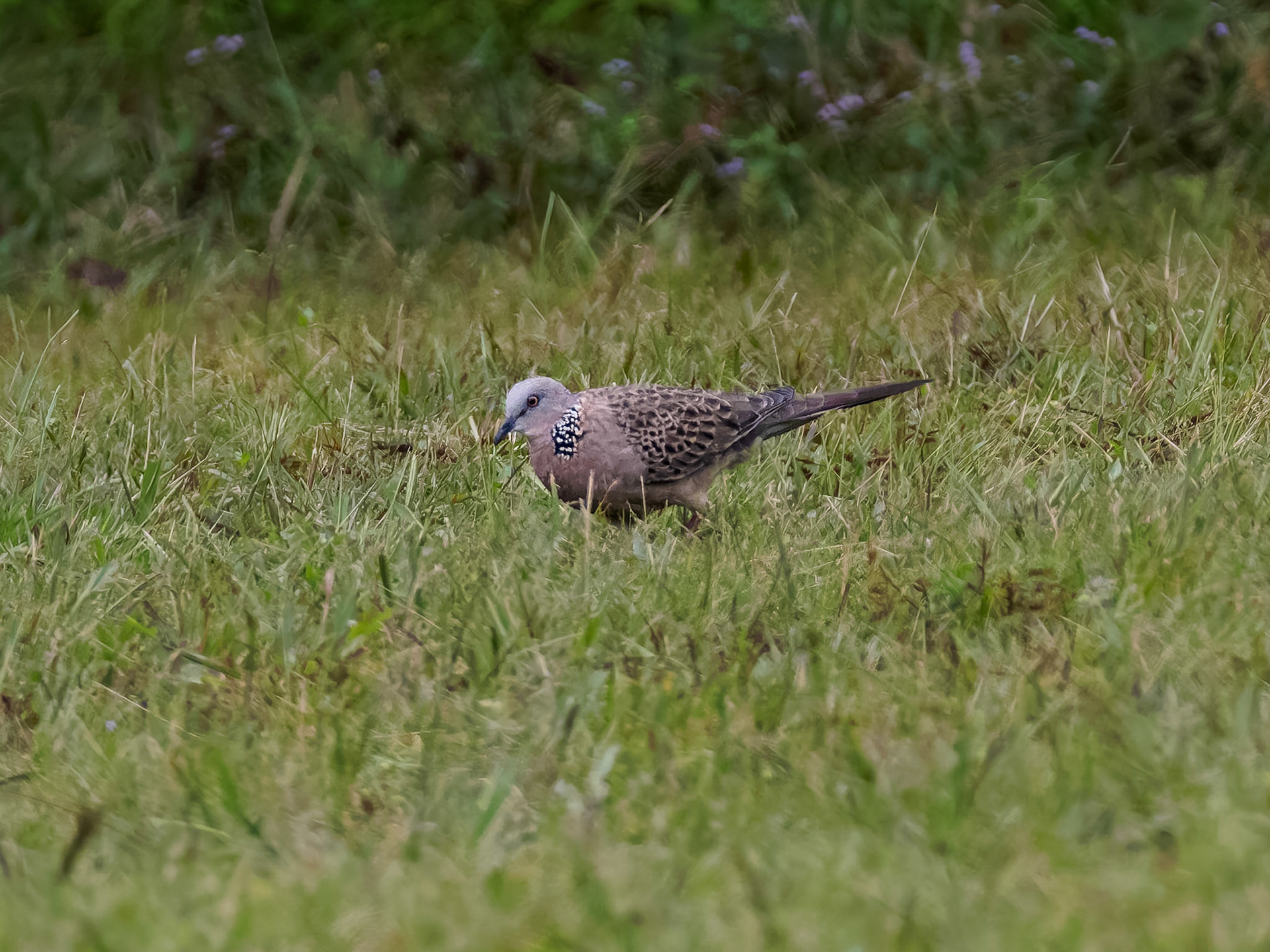 Spotted Dove