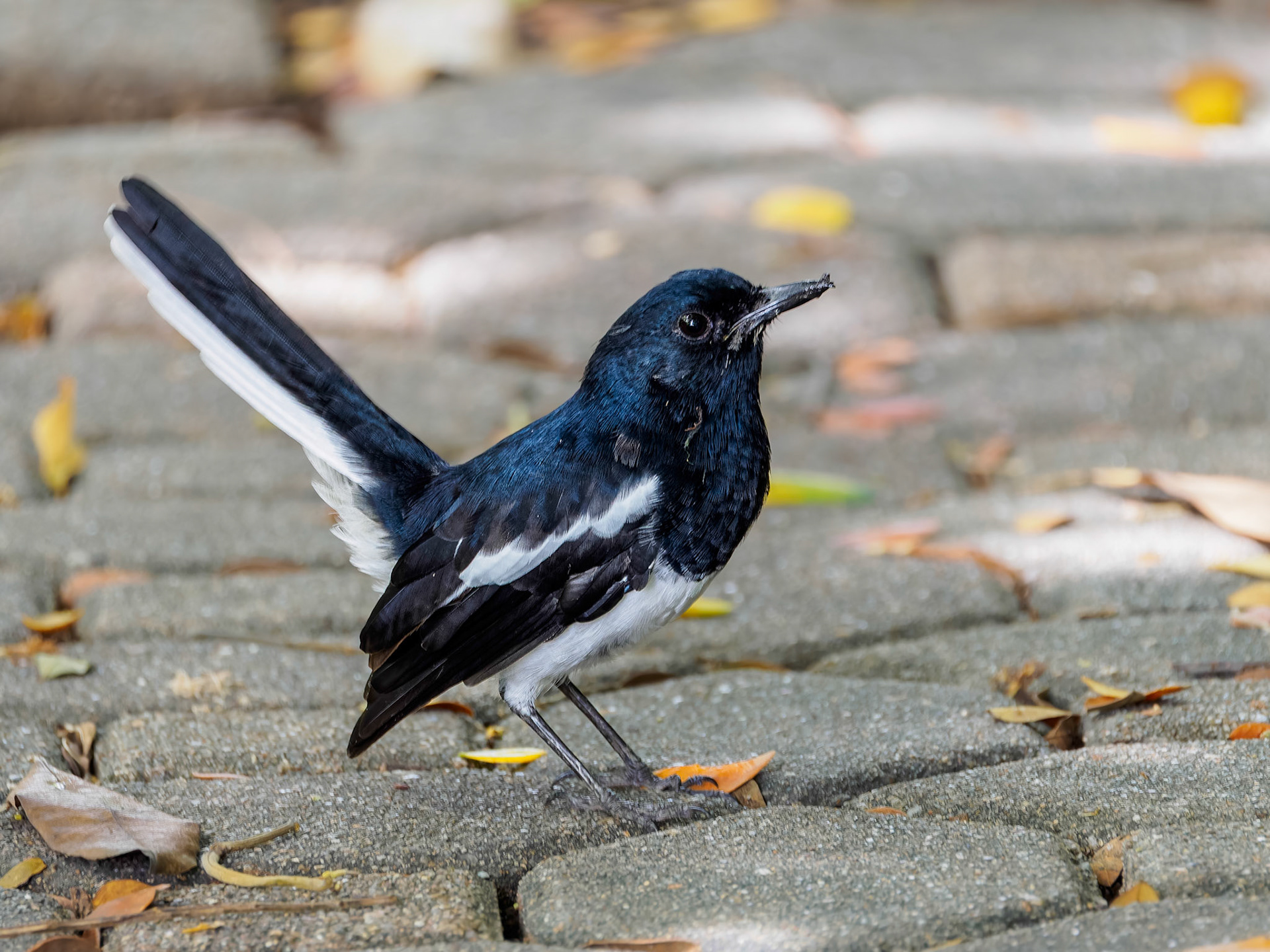 Oriental Magpie-robin