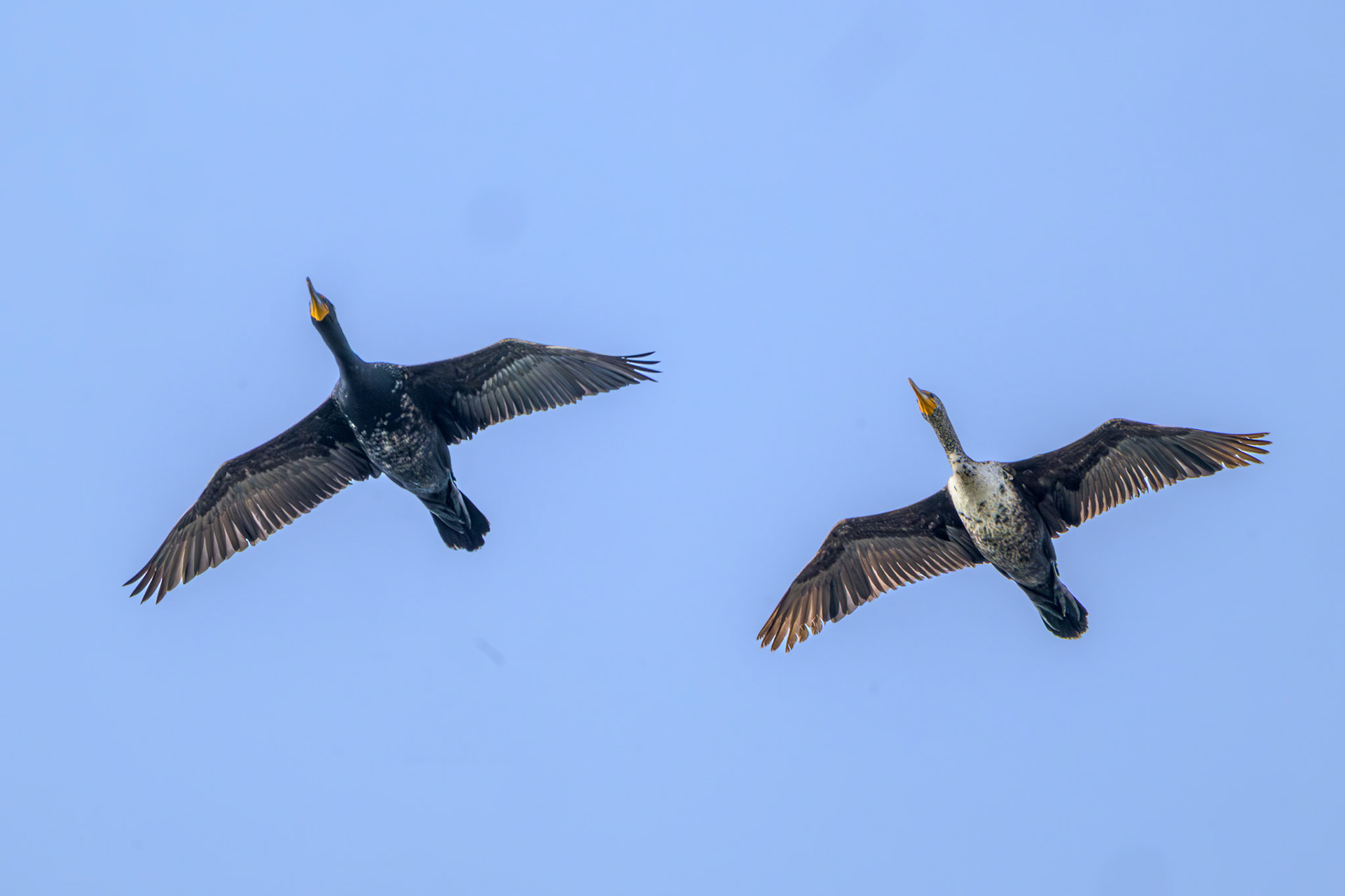 Double-breasted Cormorant flyover