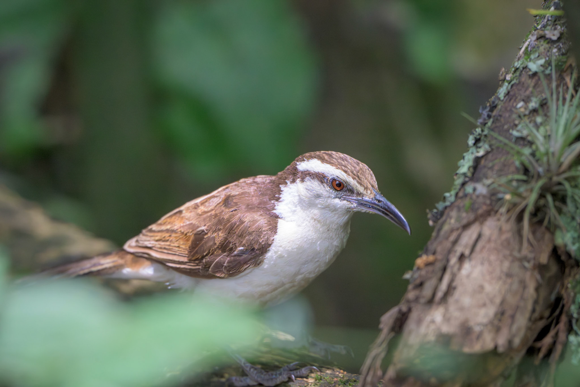 Bicolored Wren