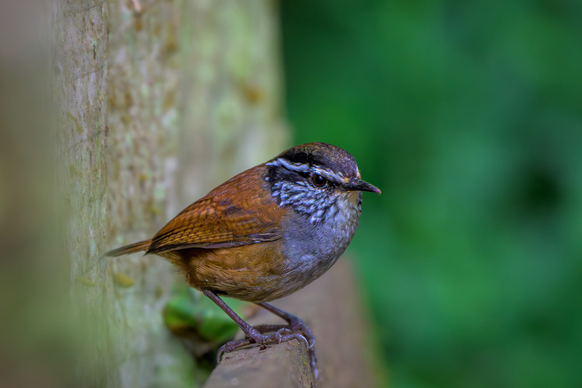 Gray-breasted Wood-wren