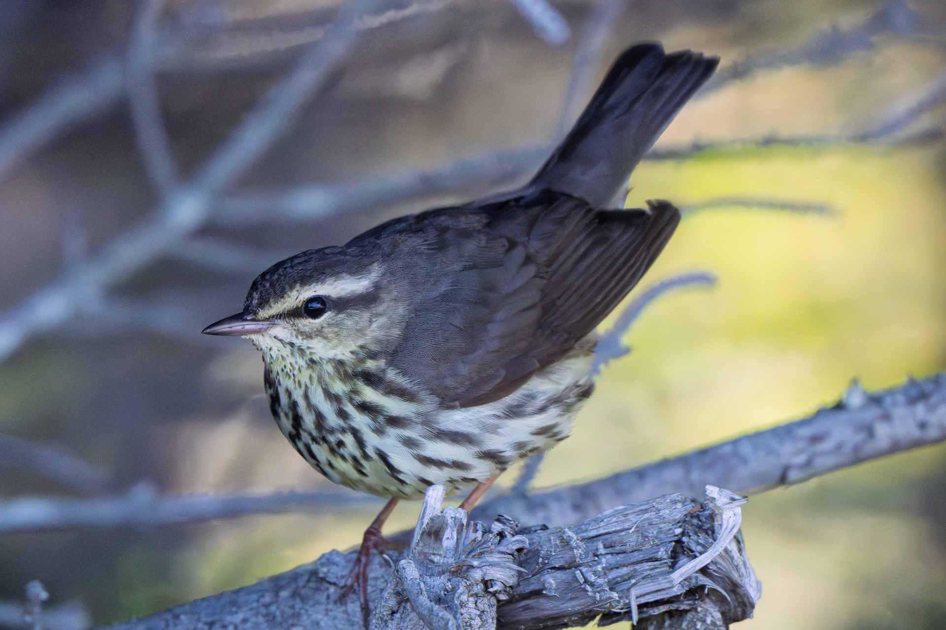 Northern Waterthrush
