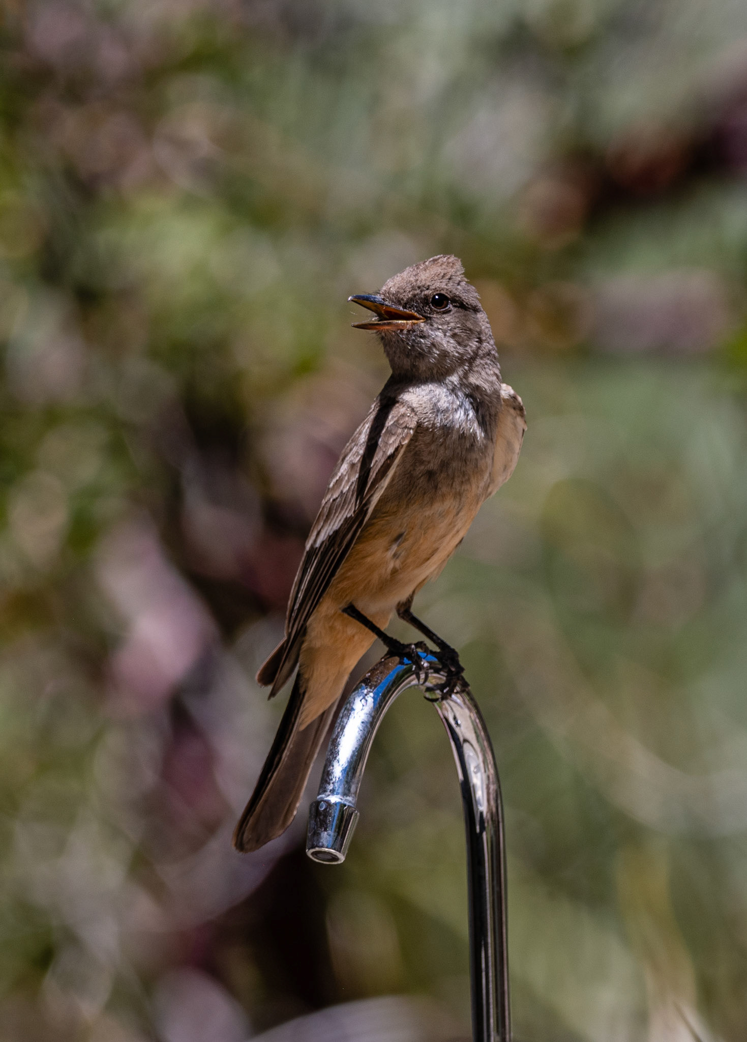 Brown-crested flycatcher