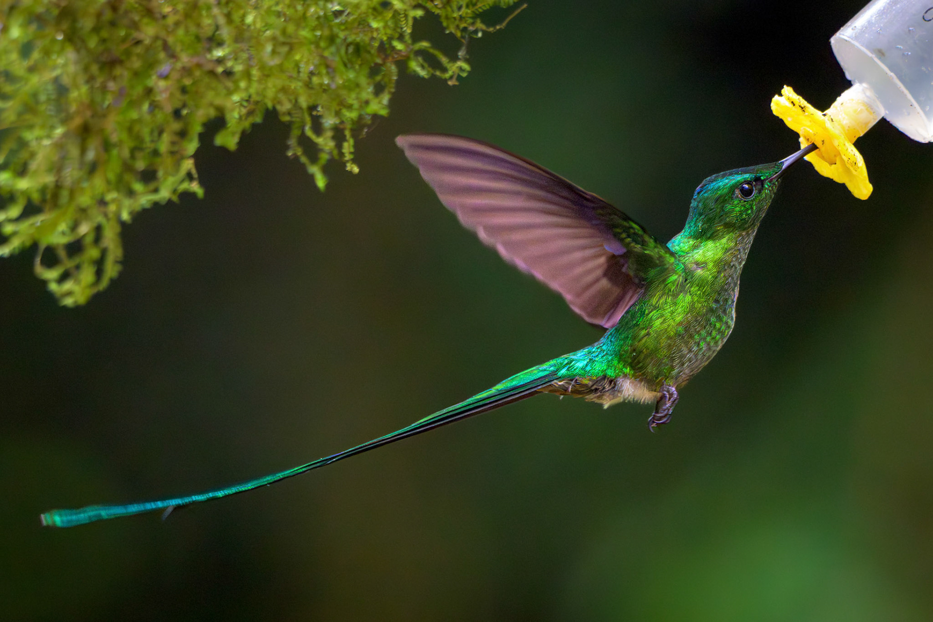 Long-tailed Sylph