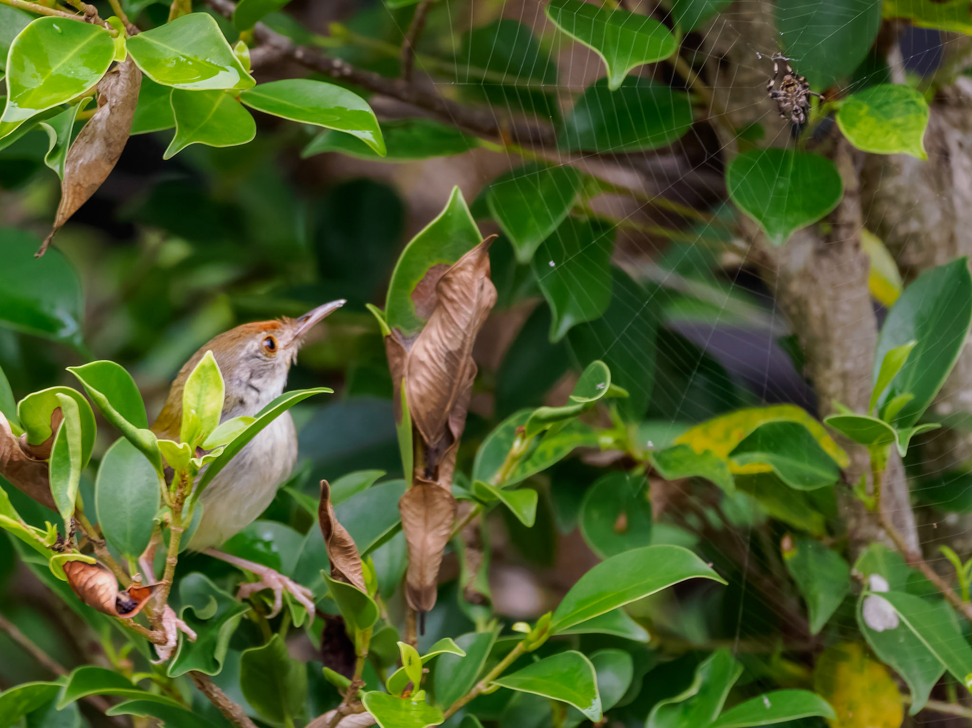 Dark-necked Tailorbird