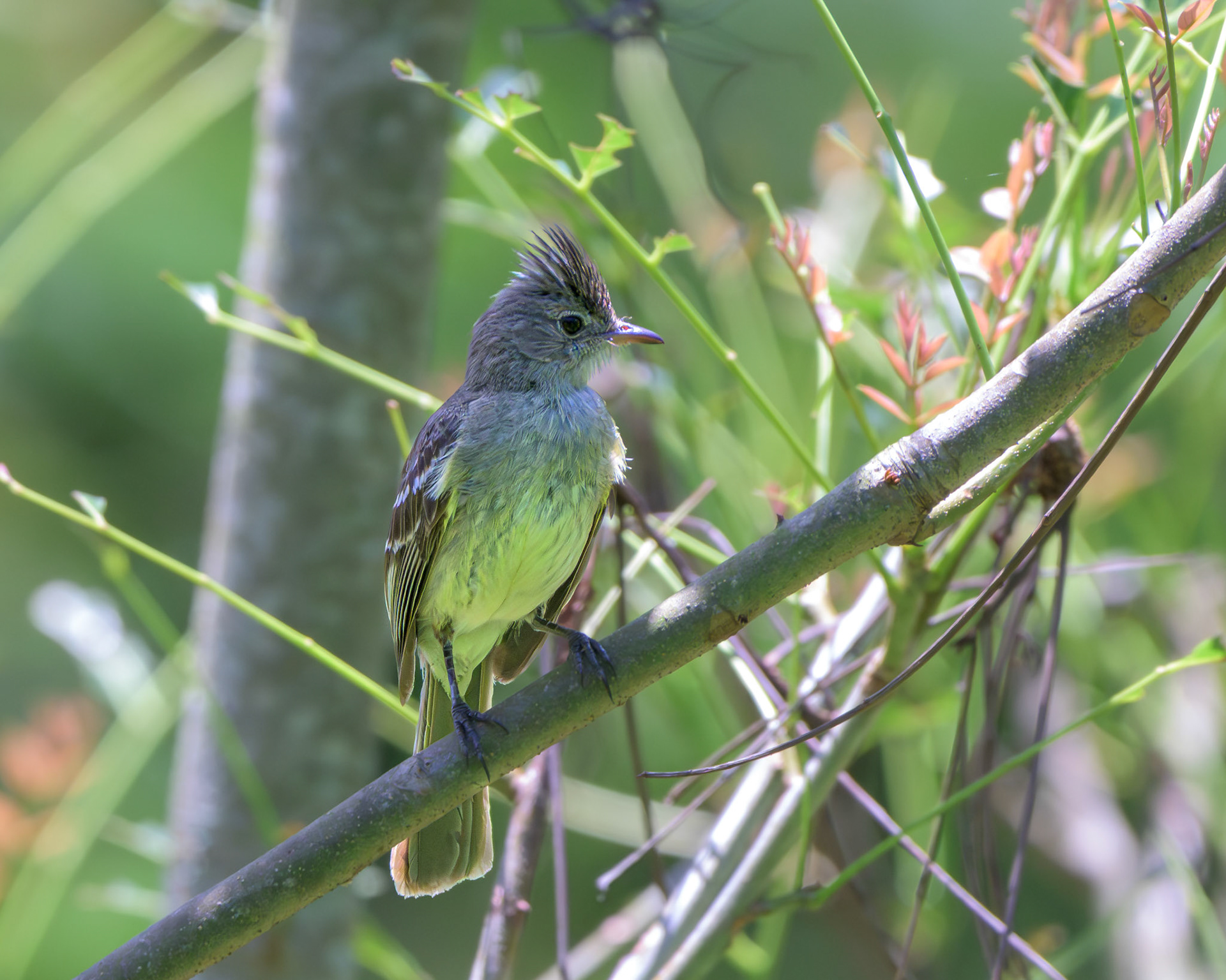 Yellow-bellied Elaenia
