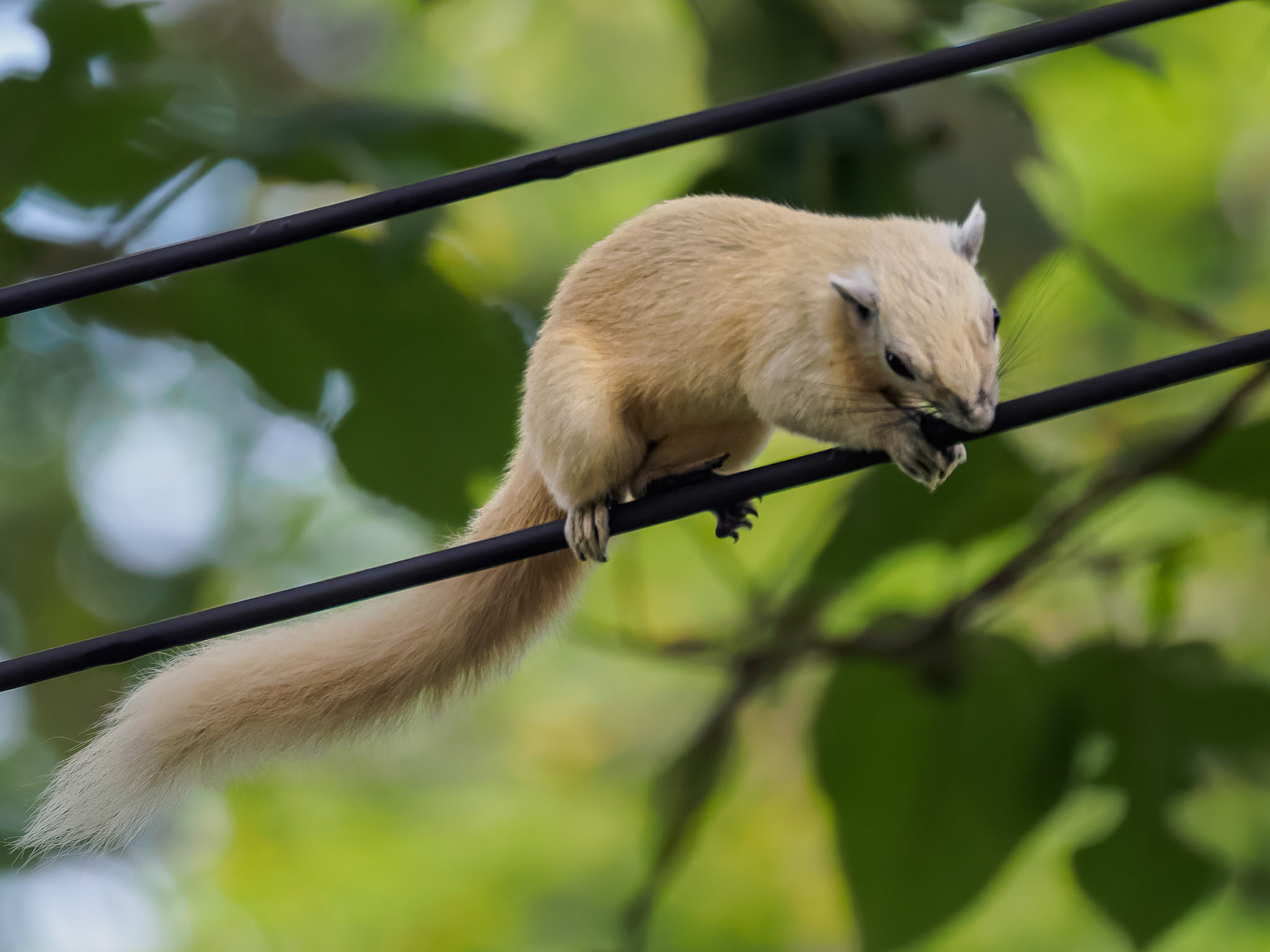 Khao Yai NP - Finlayson's (Variable) squirrel