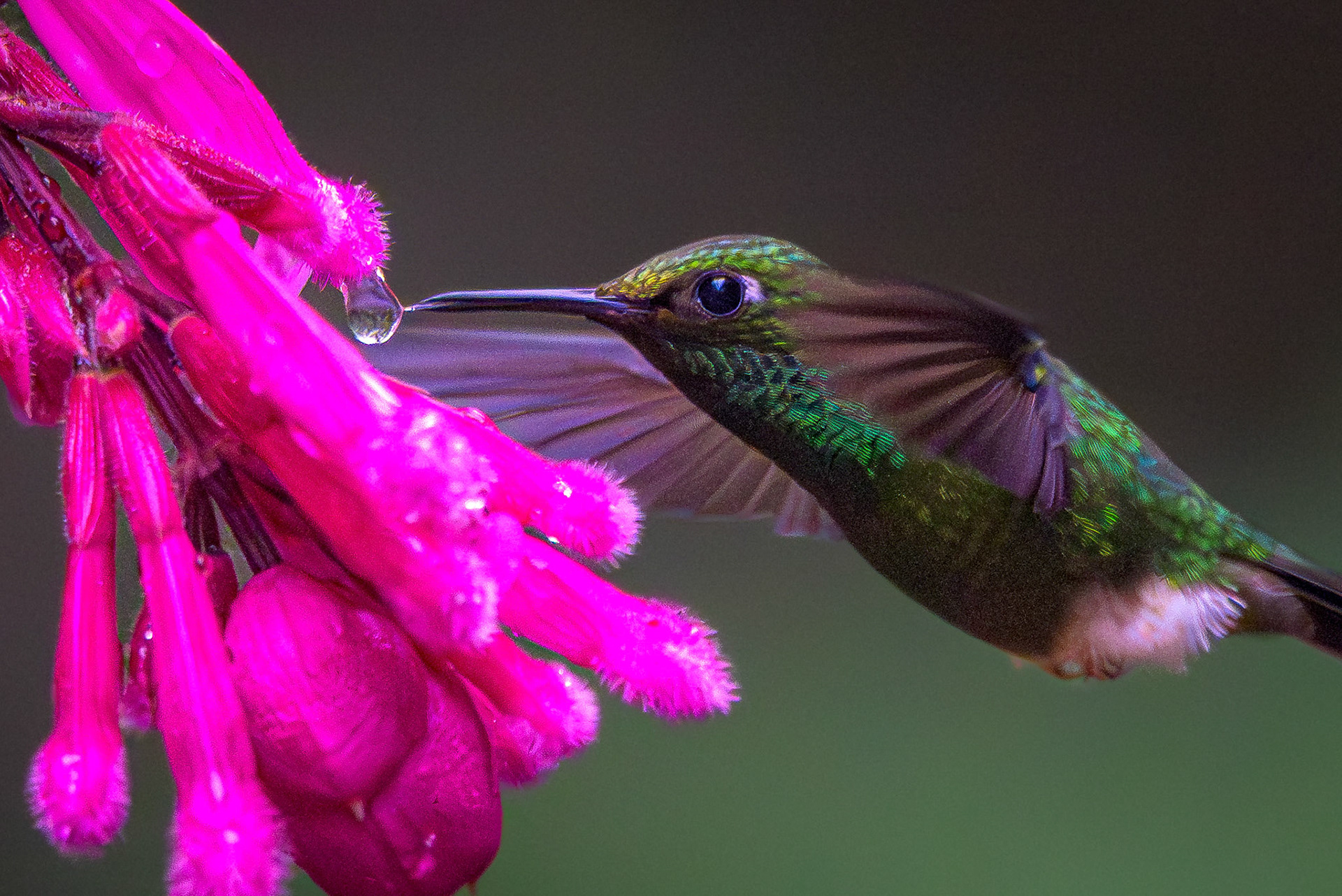 White-booted Racket-tail