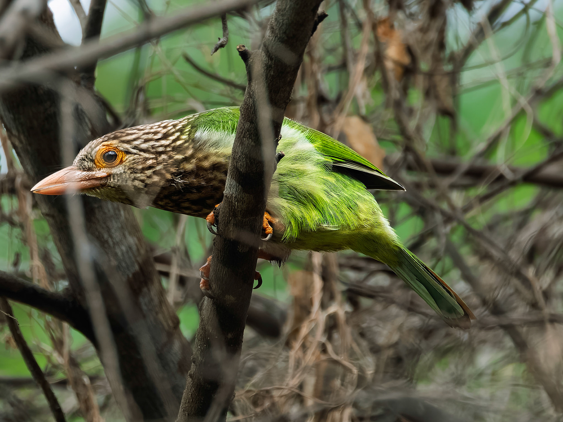 Lineated Barbet