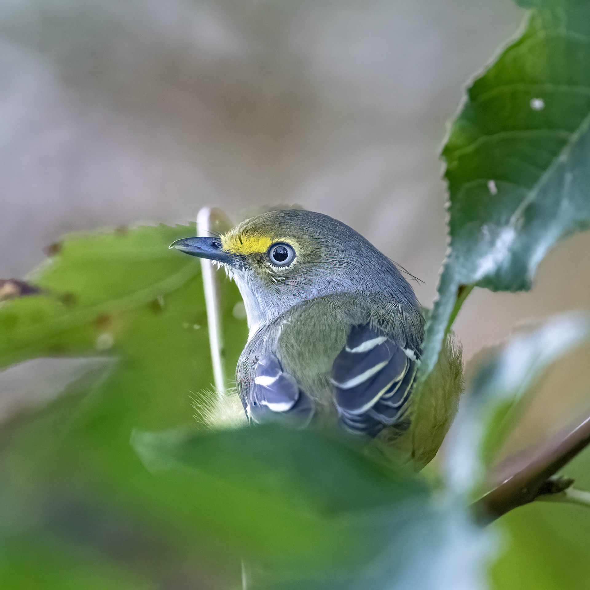 White-eyed vireo