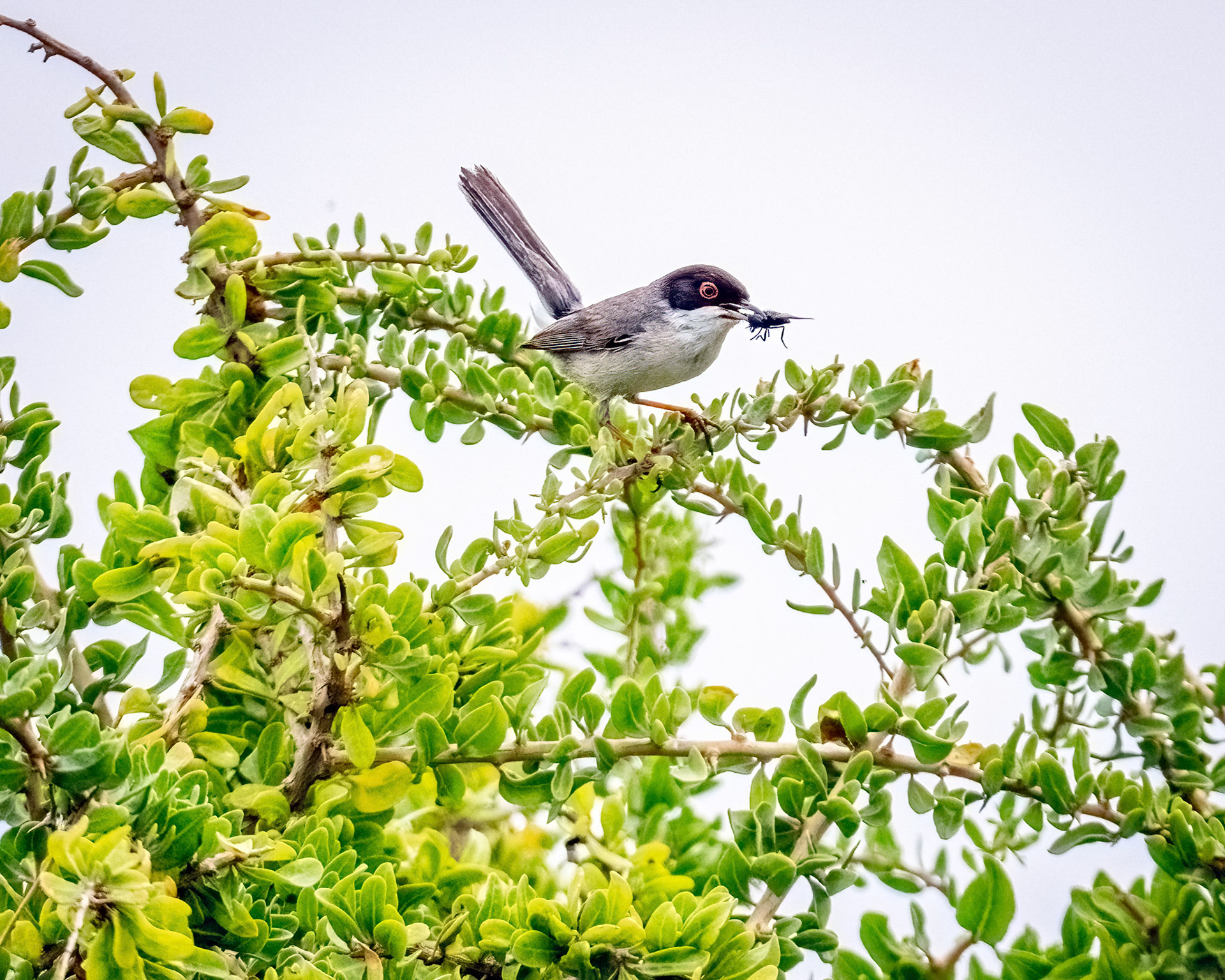 Sardinian warbler