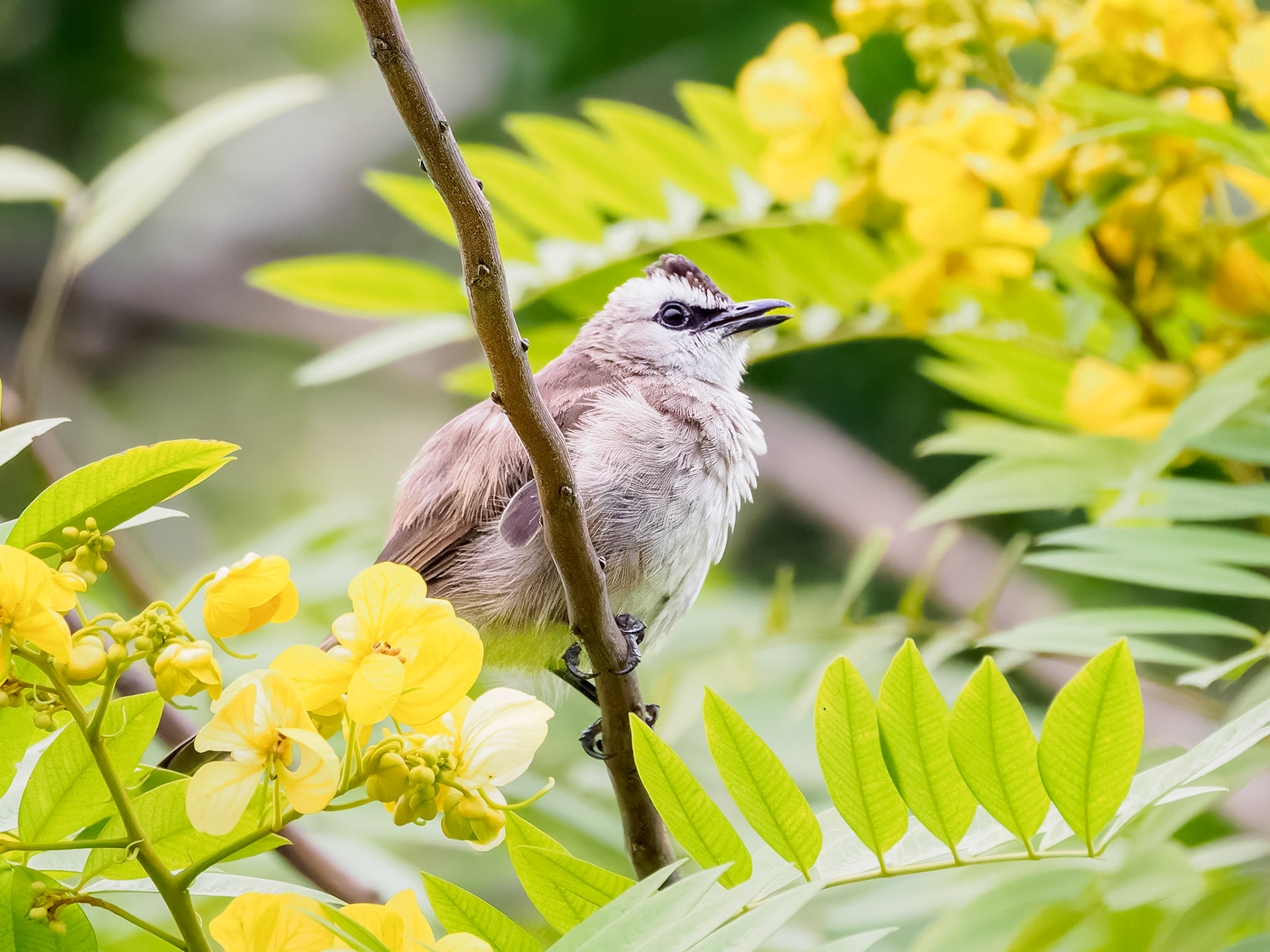 Yellow-vented Bulbul