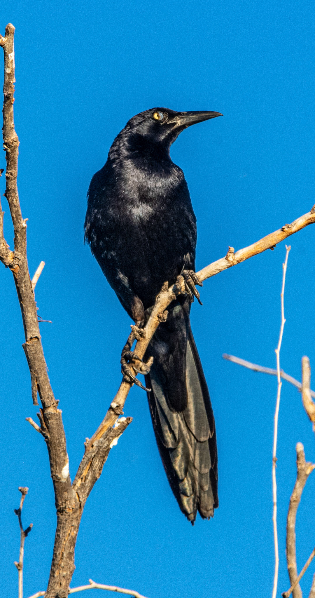 Great-tailed grackle