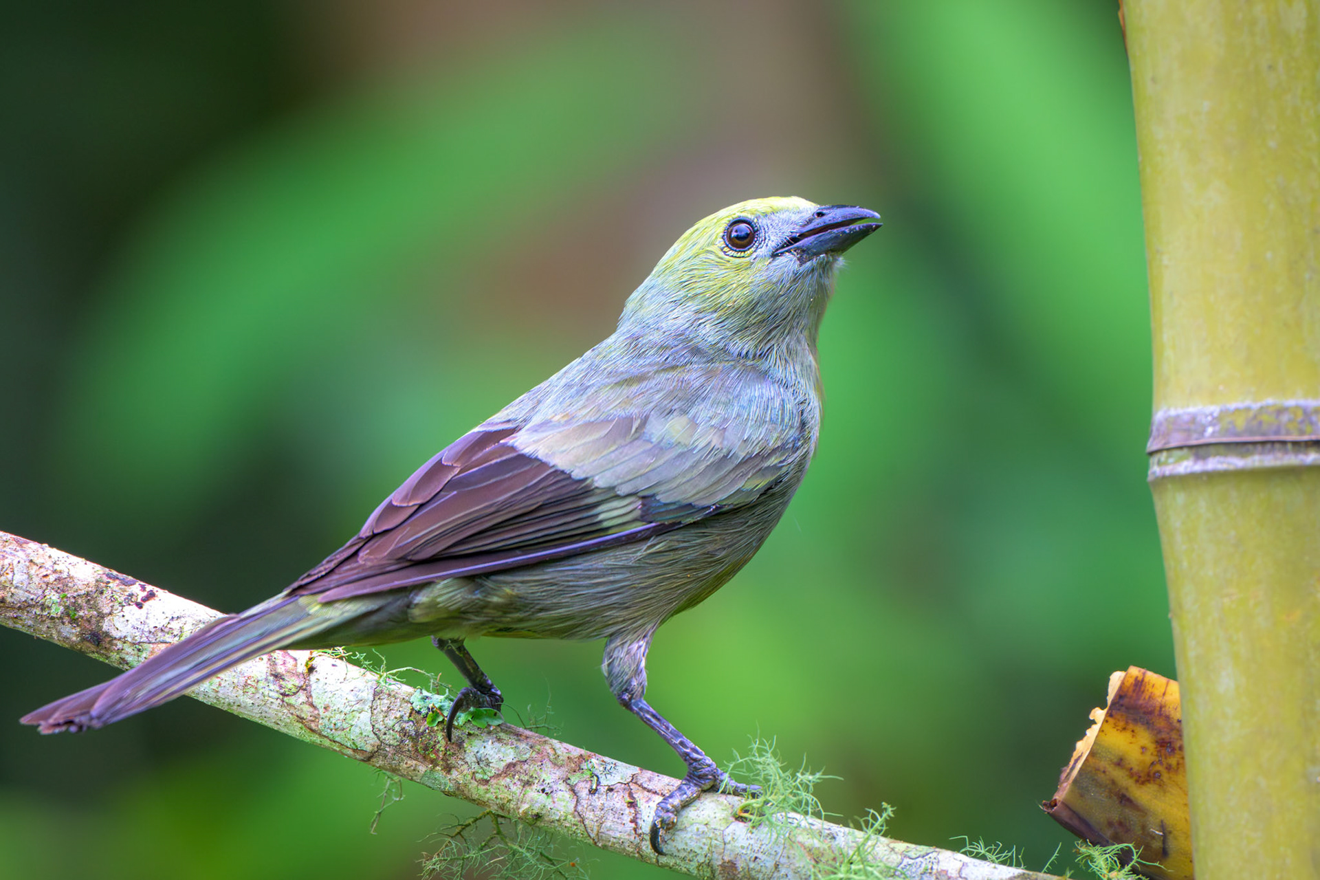 Palm Tanager