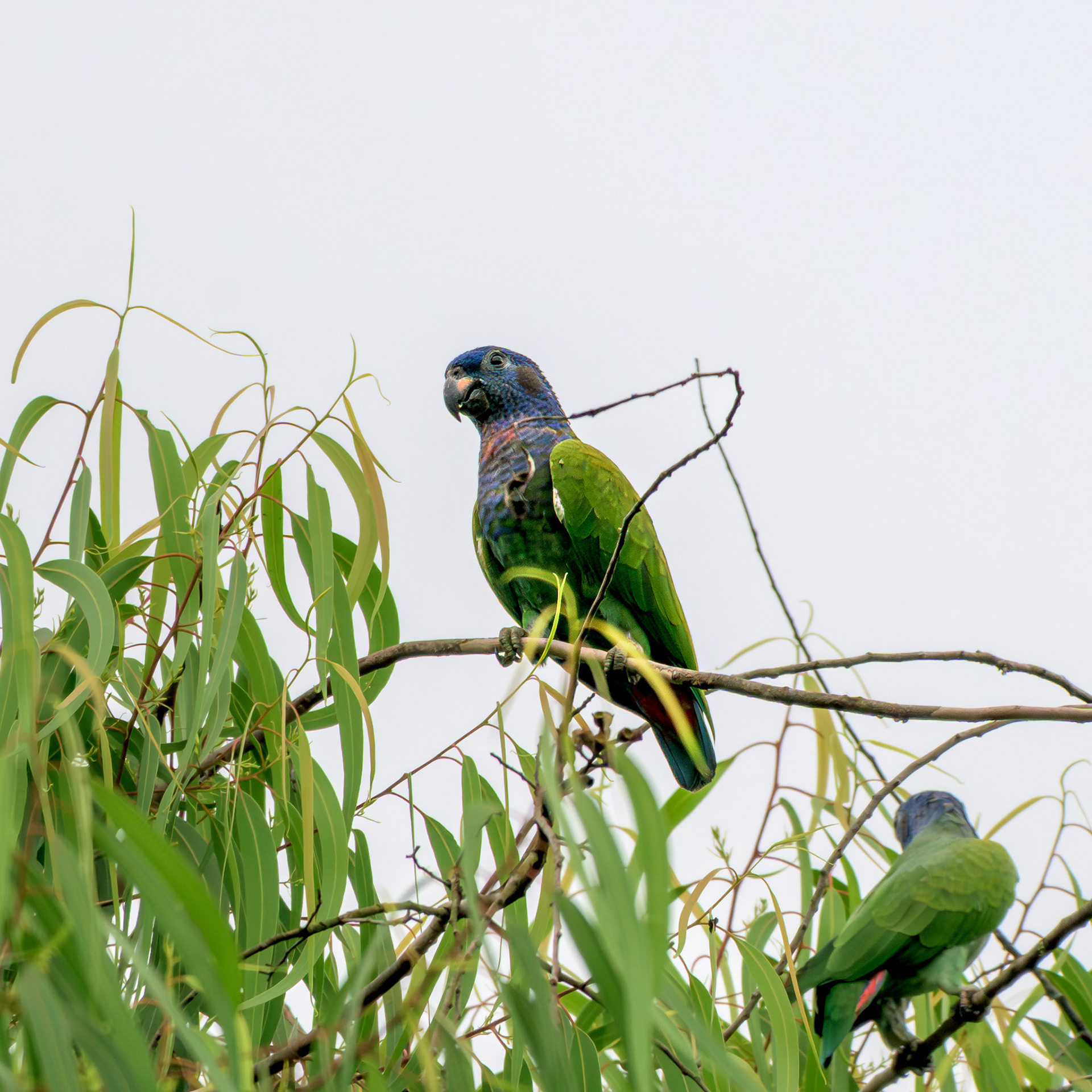 Blue-headed Parrot