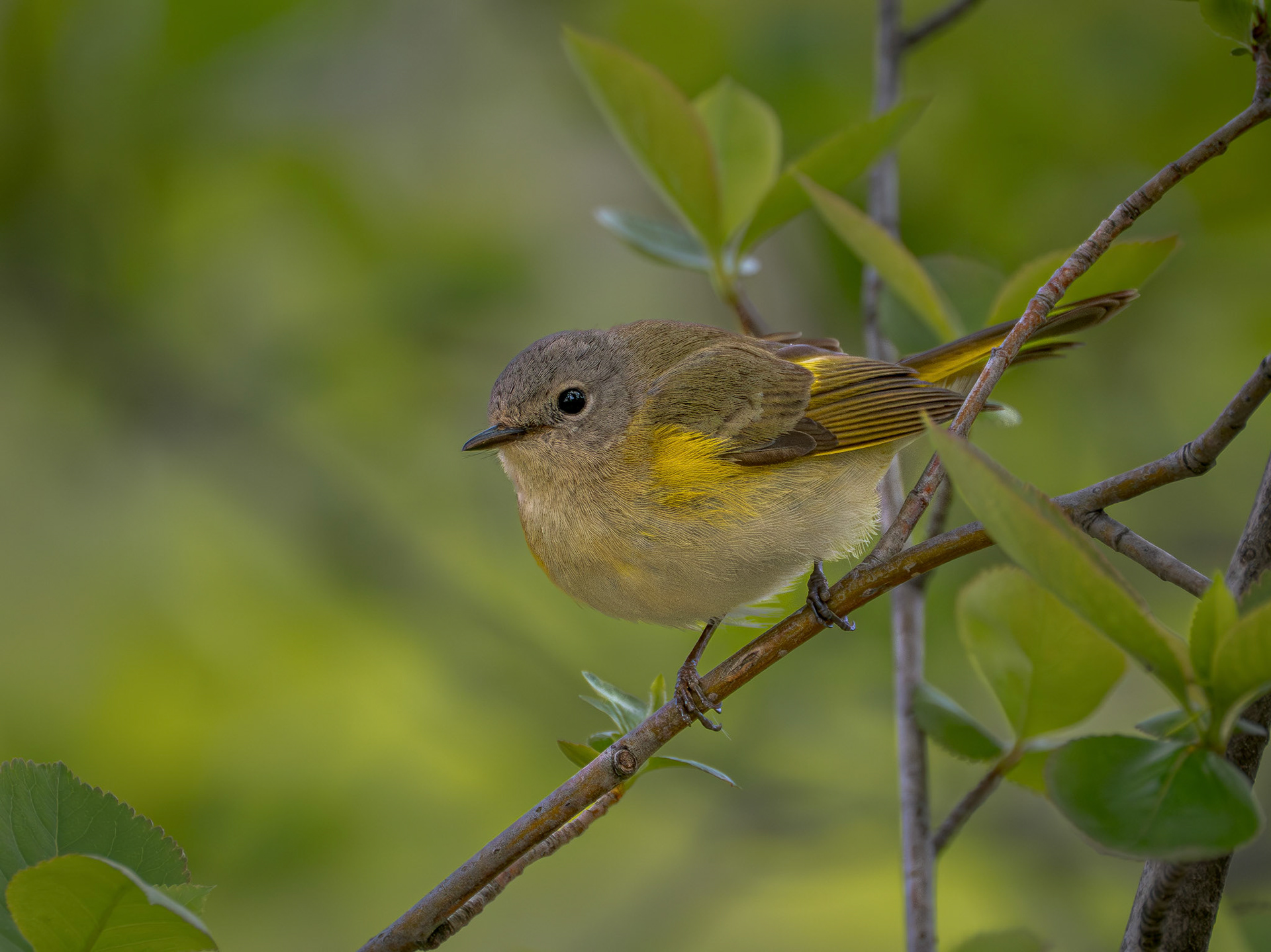 American Redstart