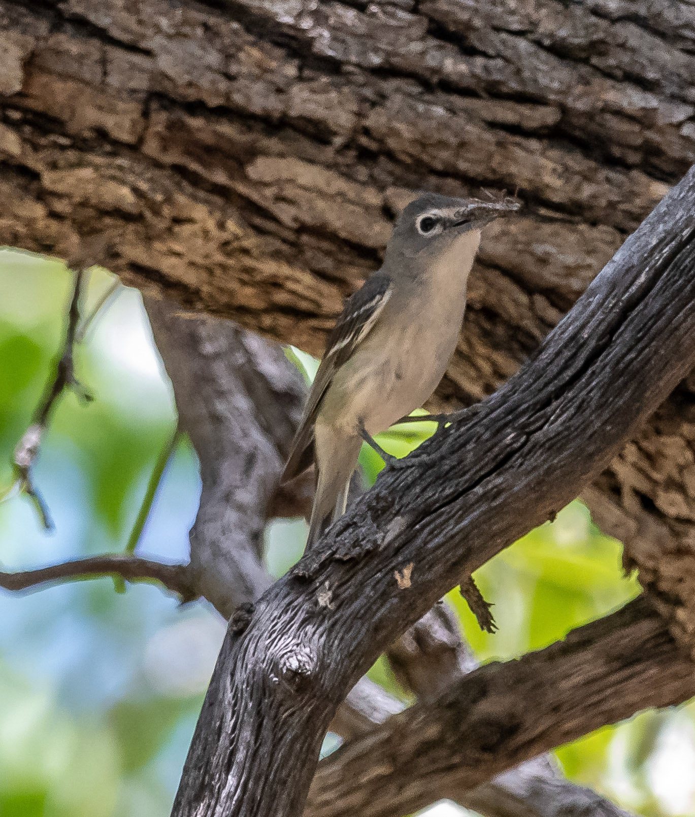 Bell's vireo