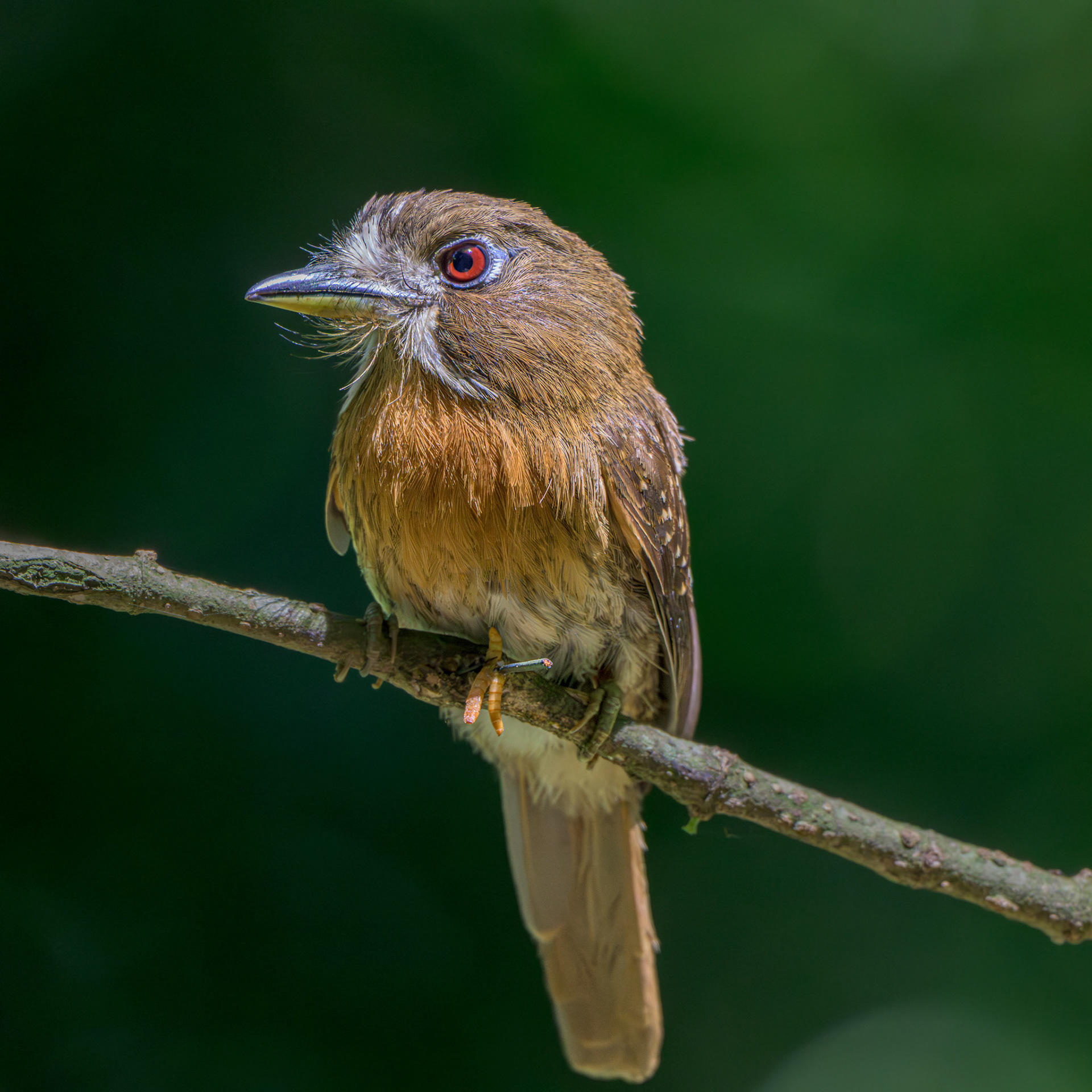 Moustached Puffbird