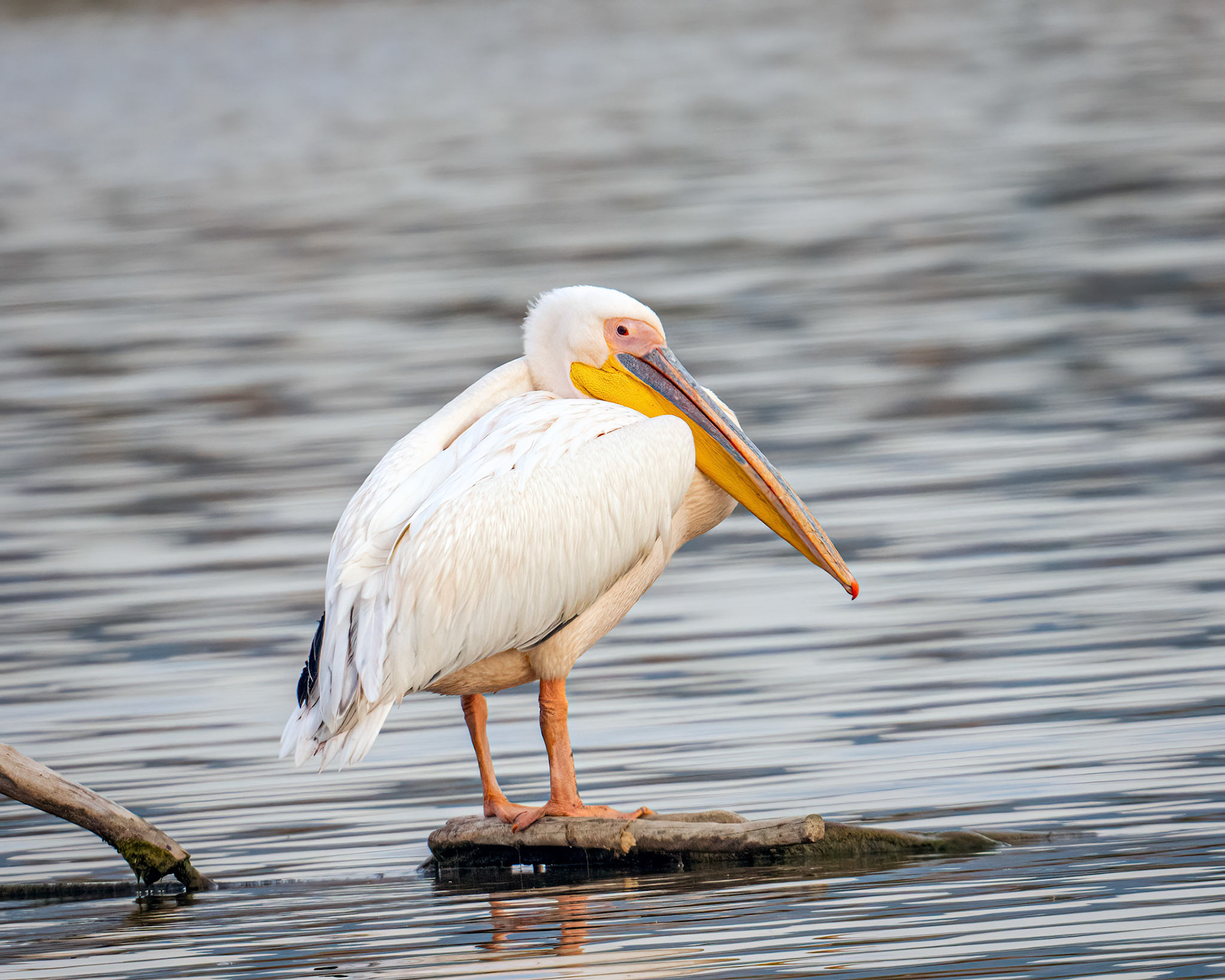 Great White pelican
