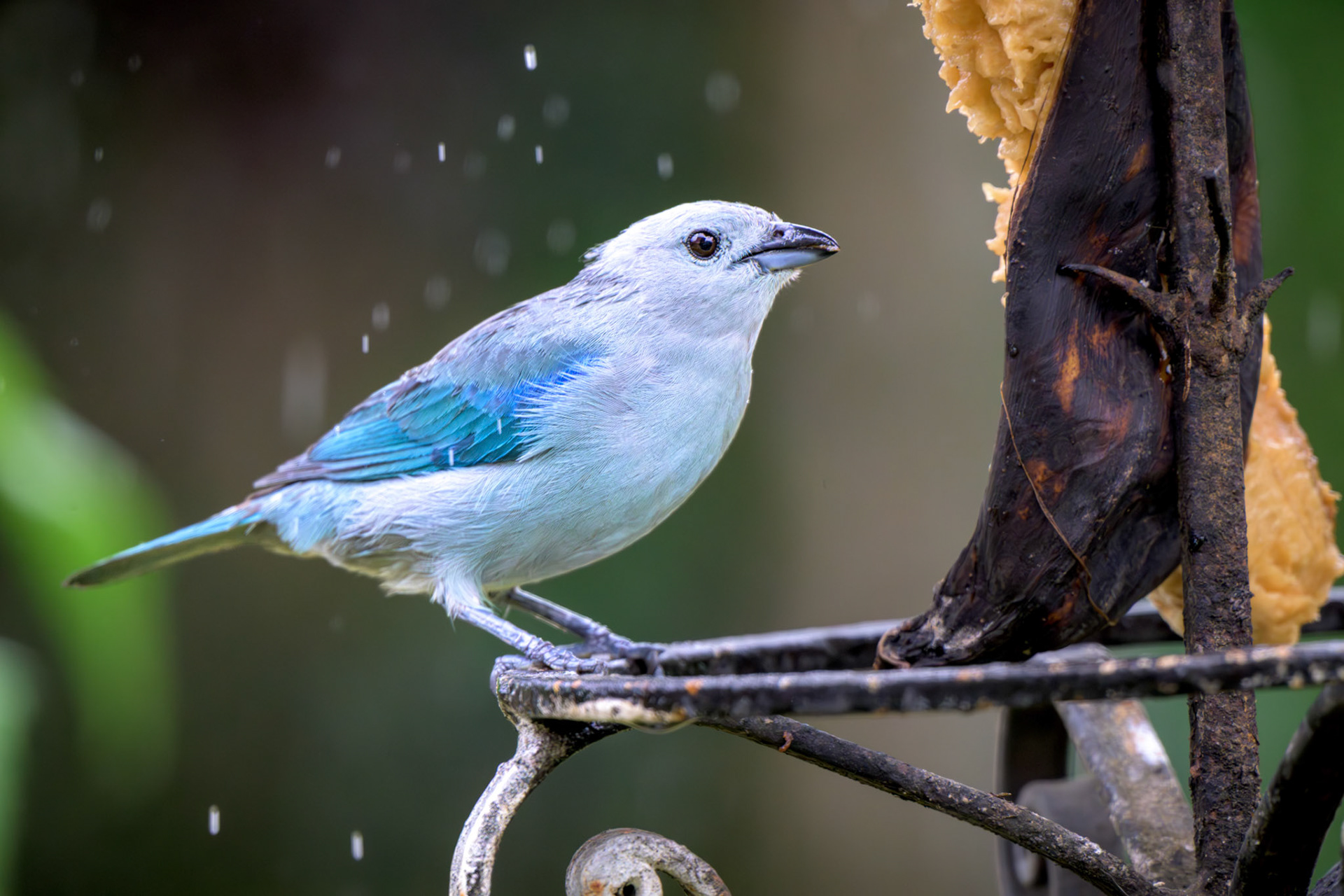 Blue-gray Tanager