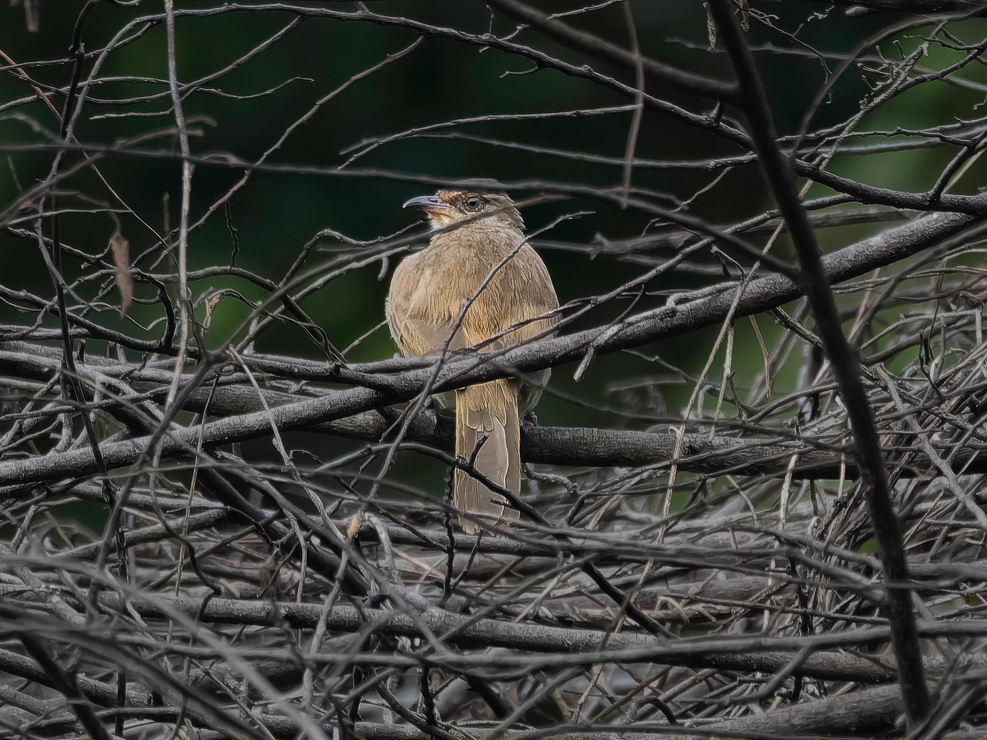 Arabian babbler