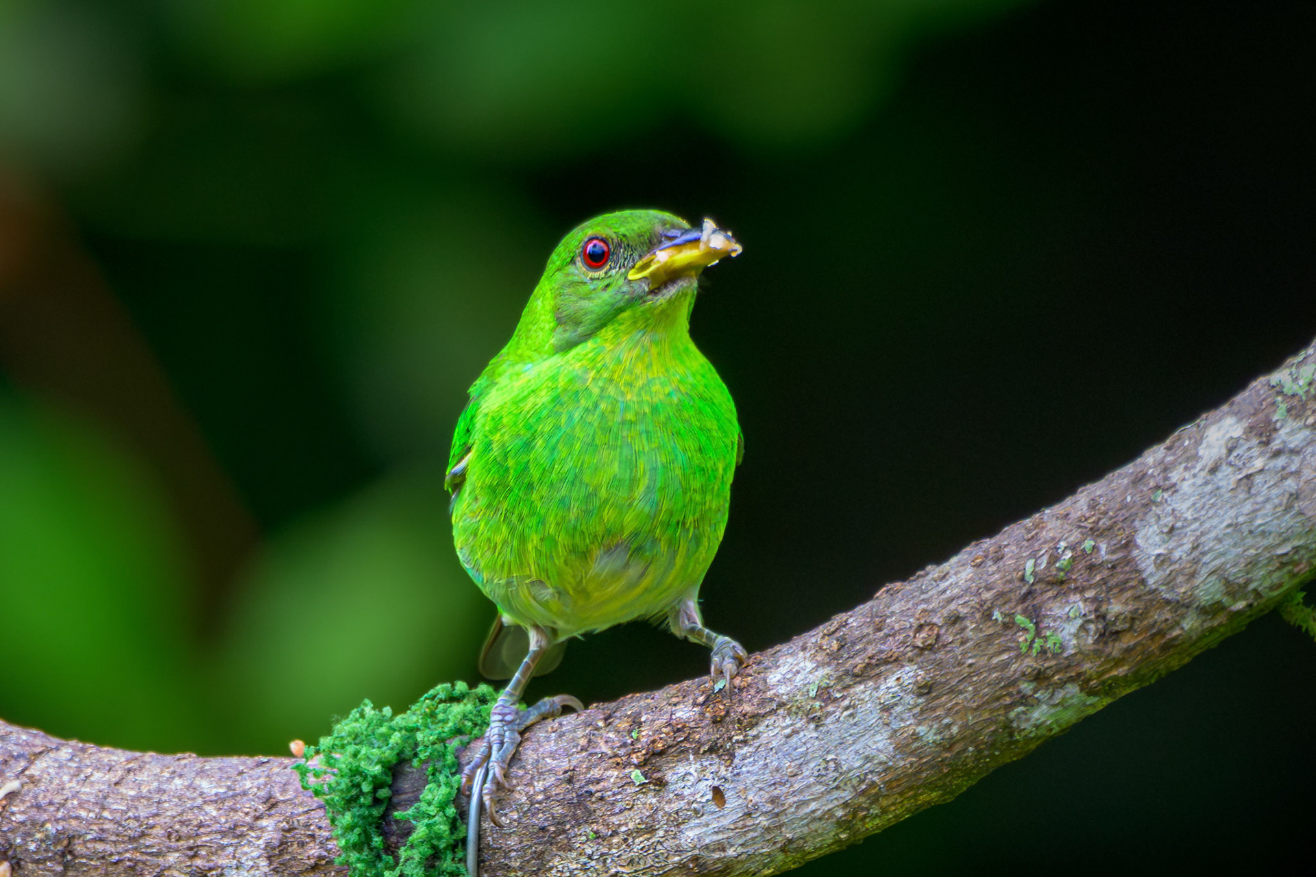 Green Honeycreeper