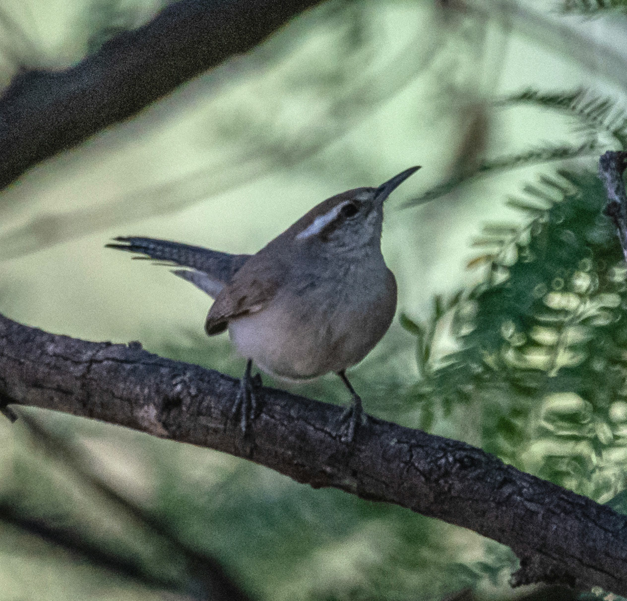 Bewick's wren