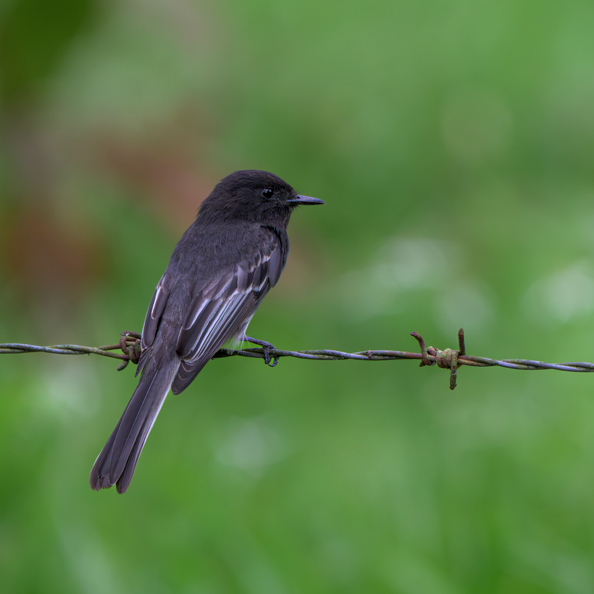 Black Phoebe