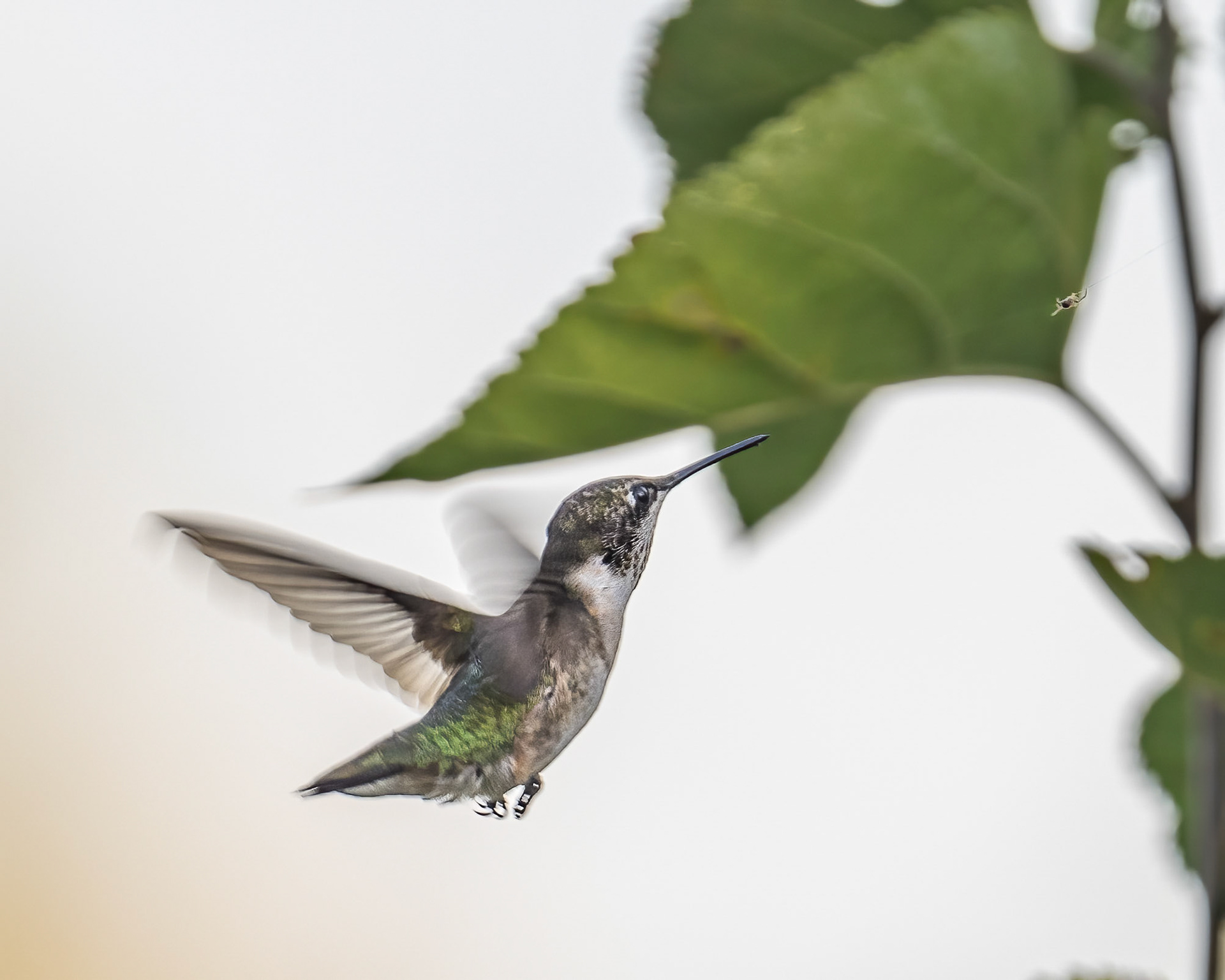 Ruby-throated hummingbird