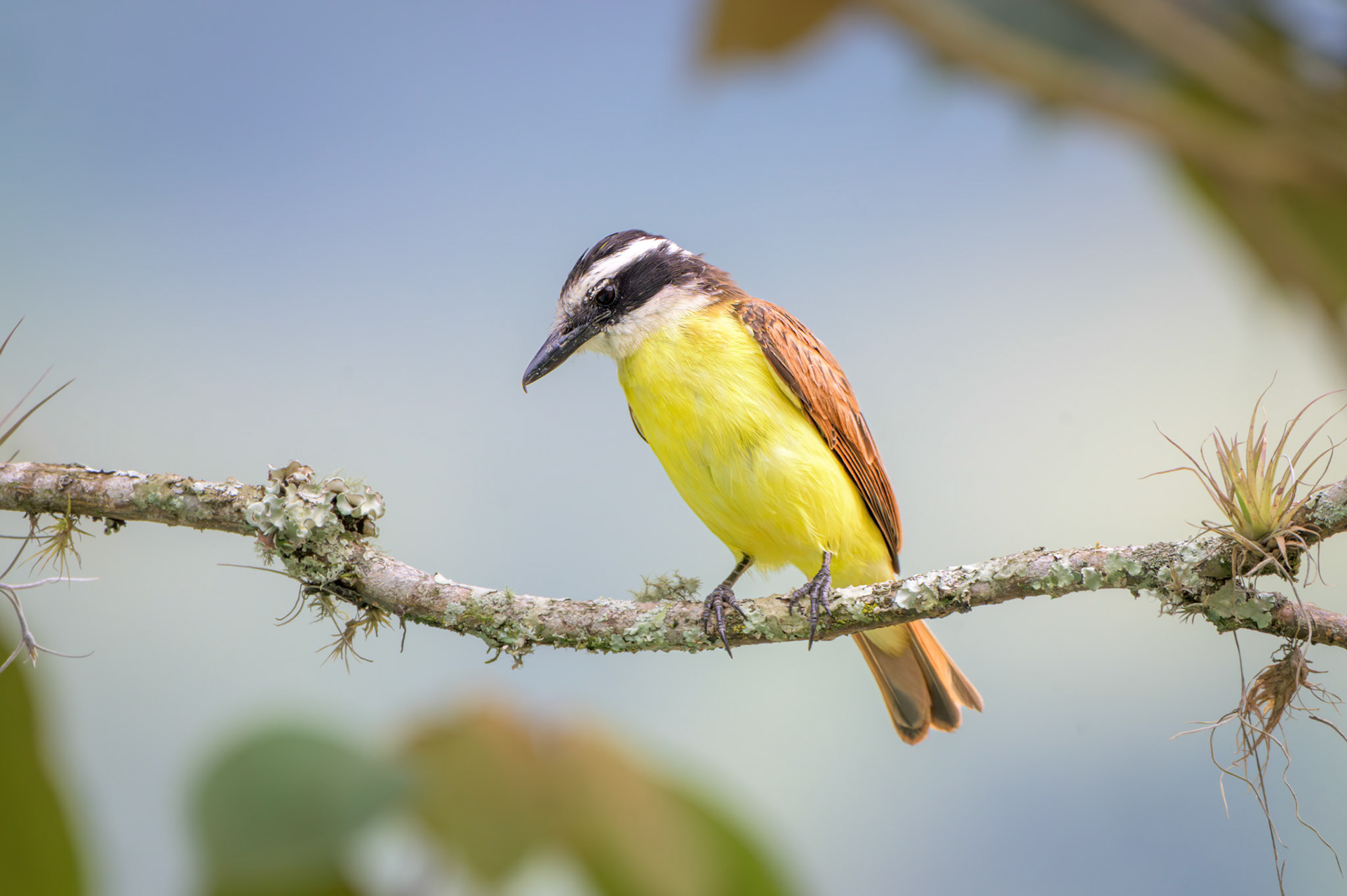 Great Kiskadee