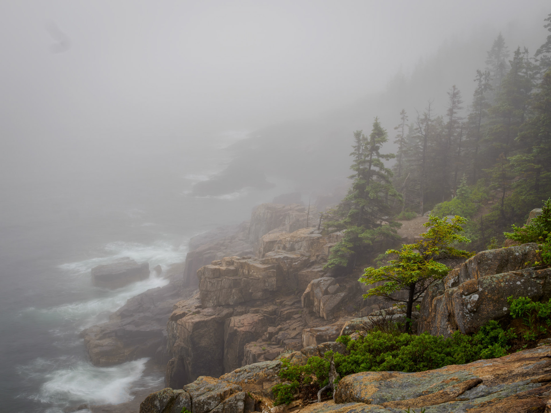 Otter Cliffs Acadia NP