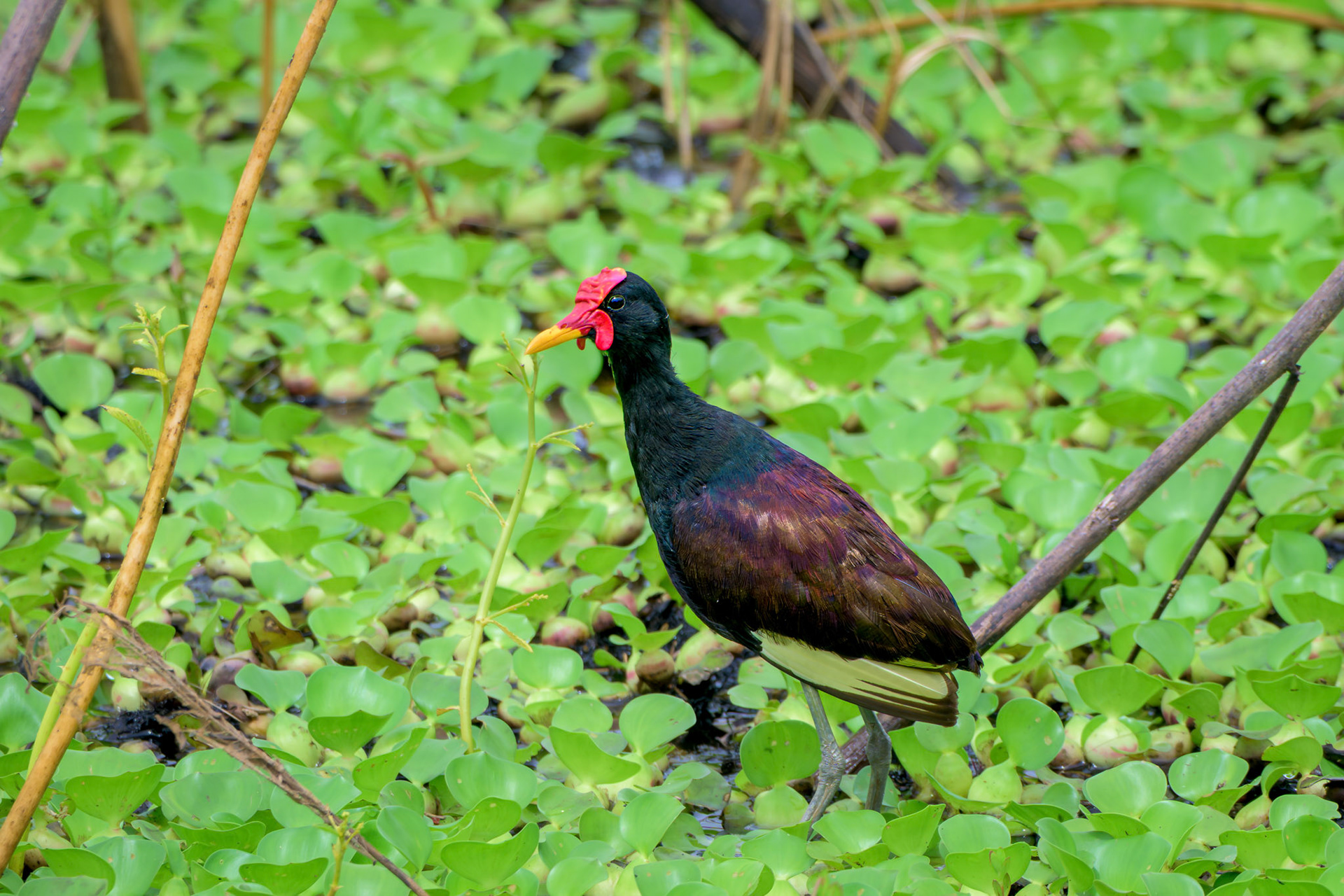 Wattled Jacana